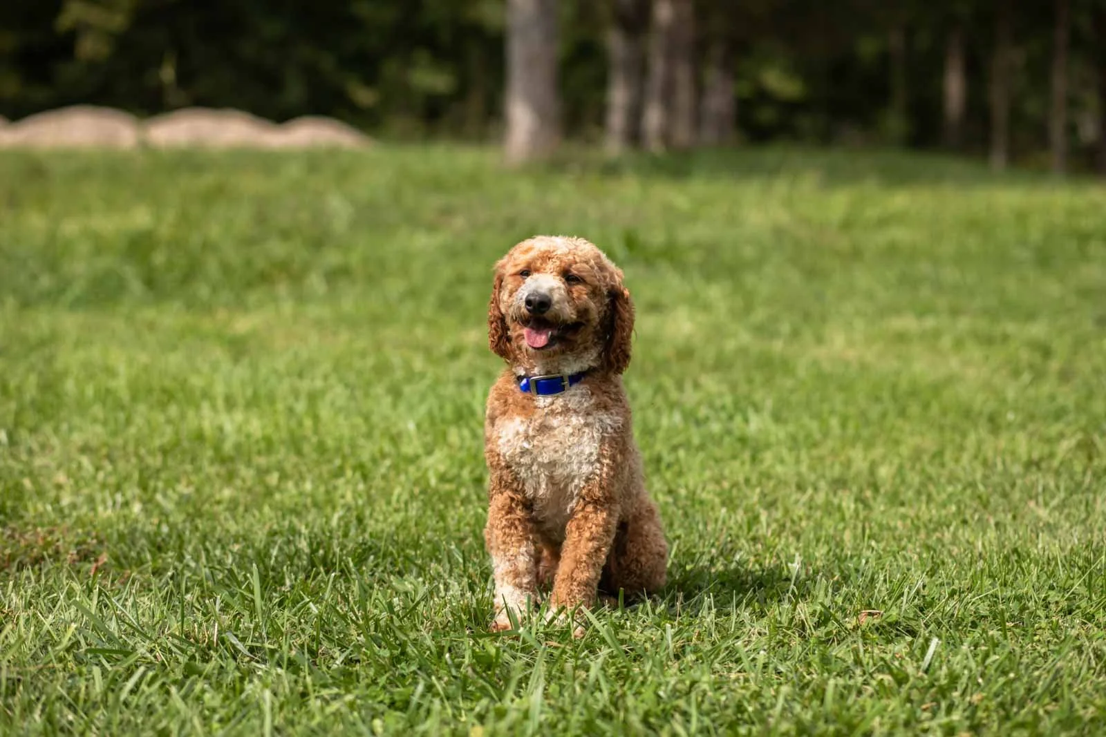 dad poodle