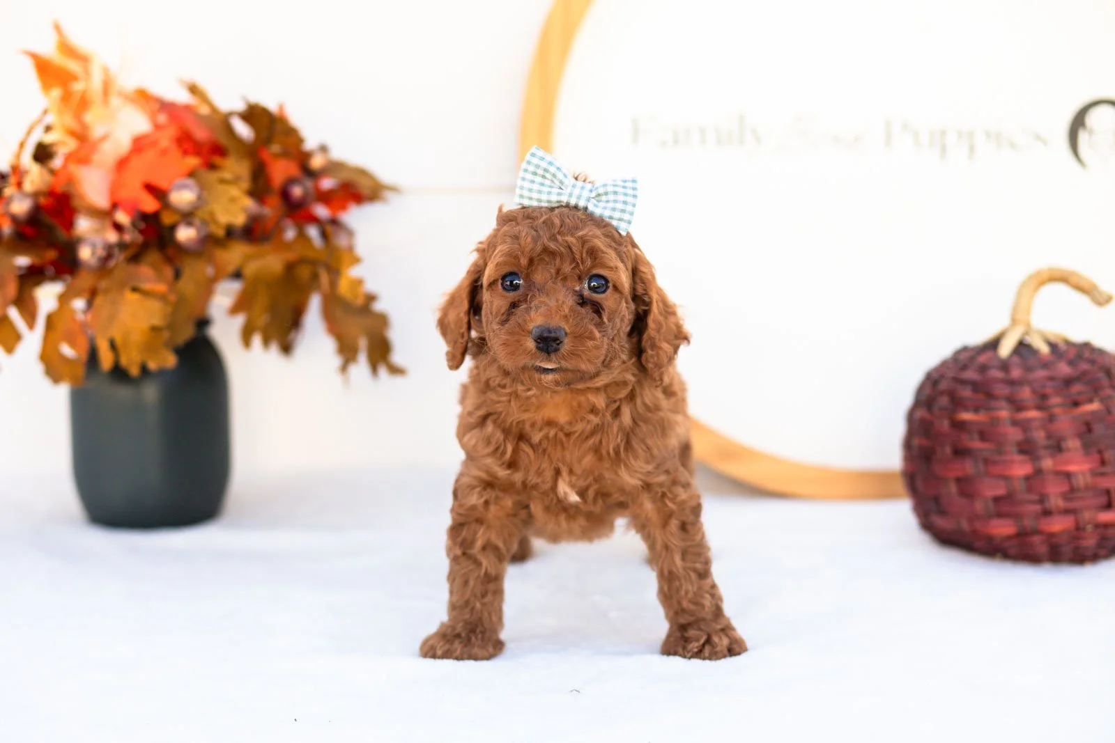 Esther goldendoodle for sale 4.jpg