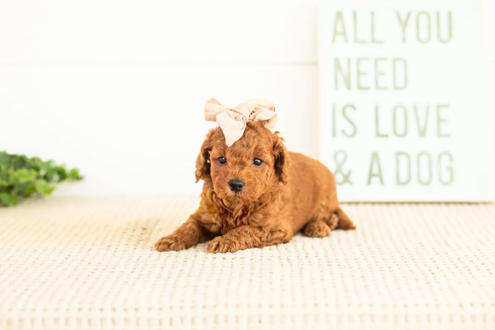 Lace goldendoodle for sale(1).jpg