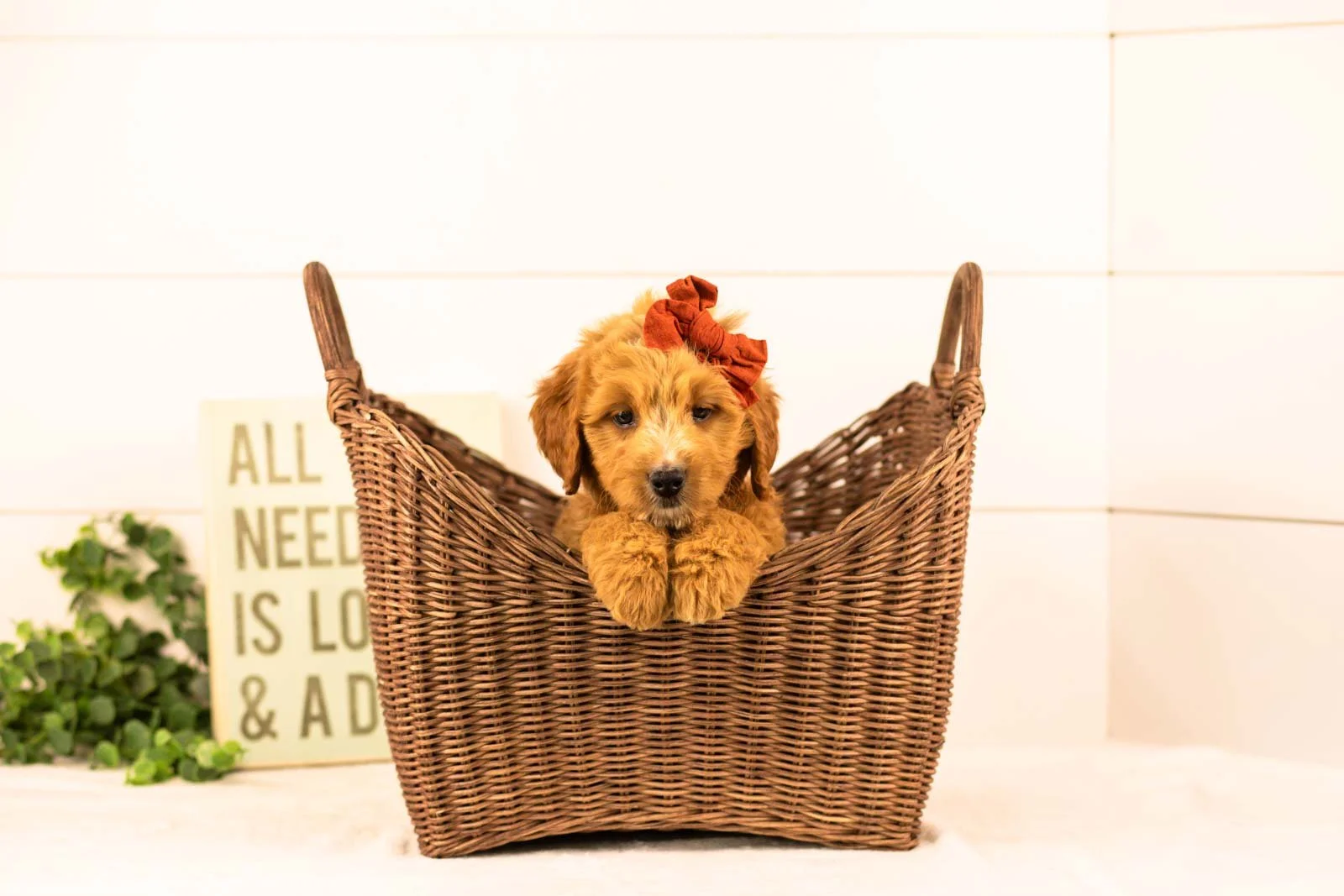 holly goldendoodle for sale(4).jpg