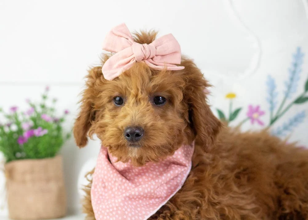 goldendoodle for sale