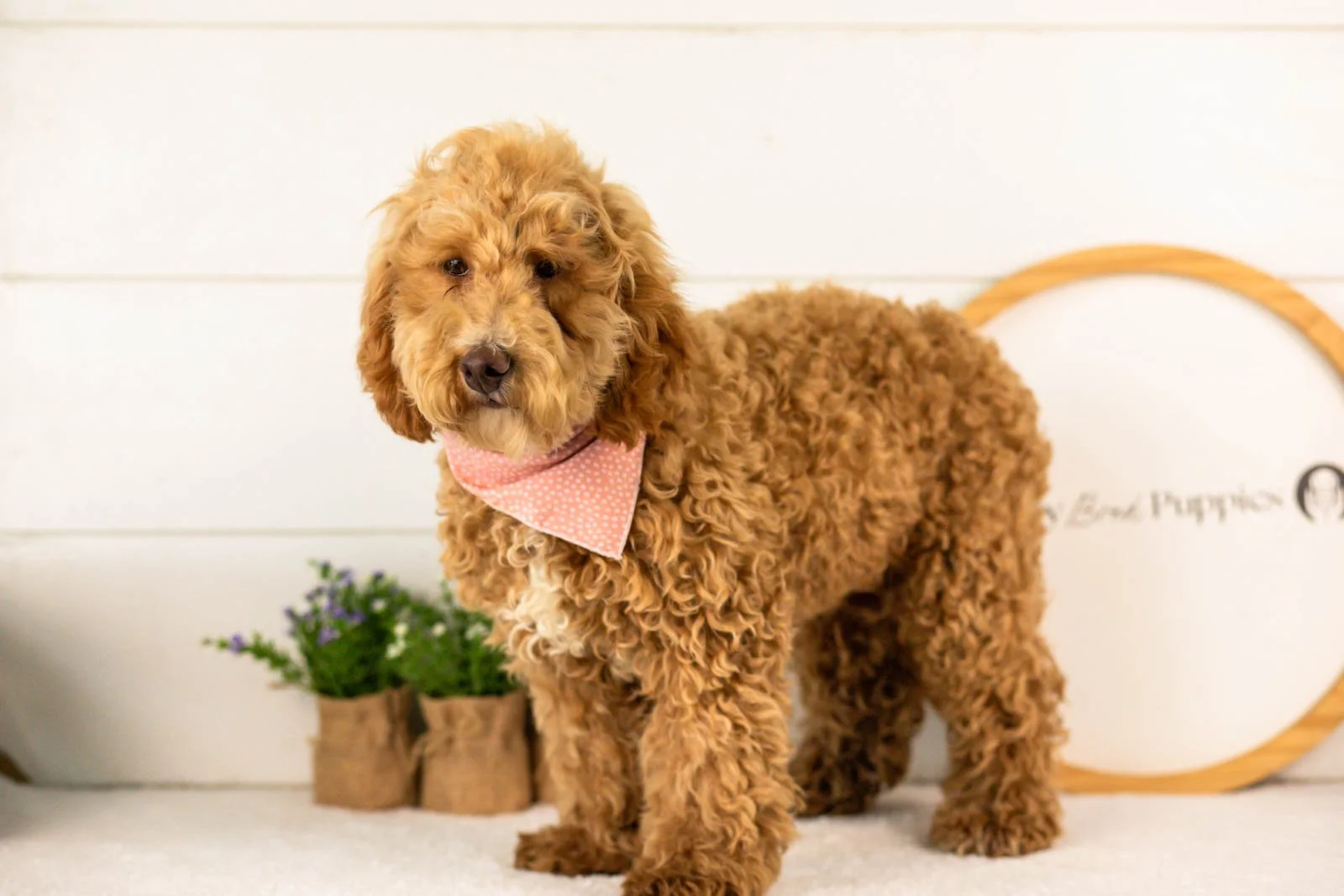 Ohio goldendoodle for sale(1).jpg