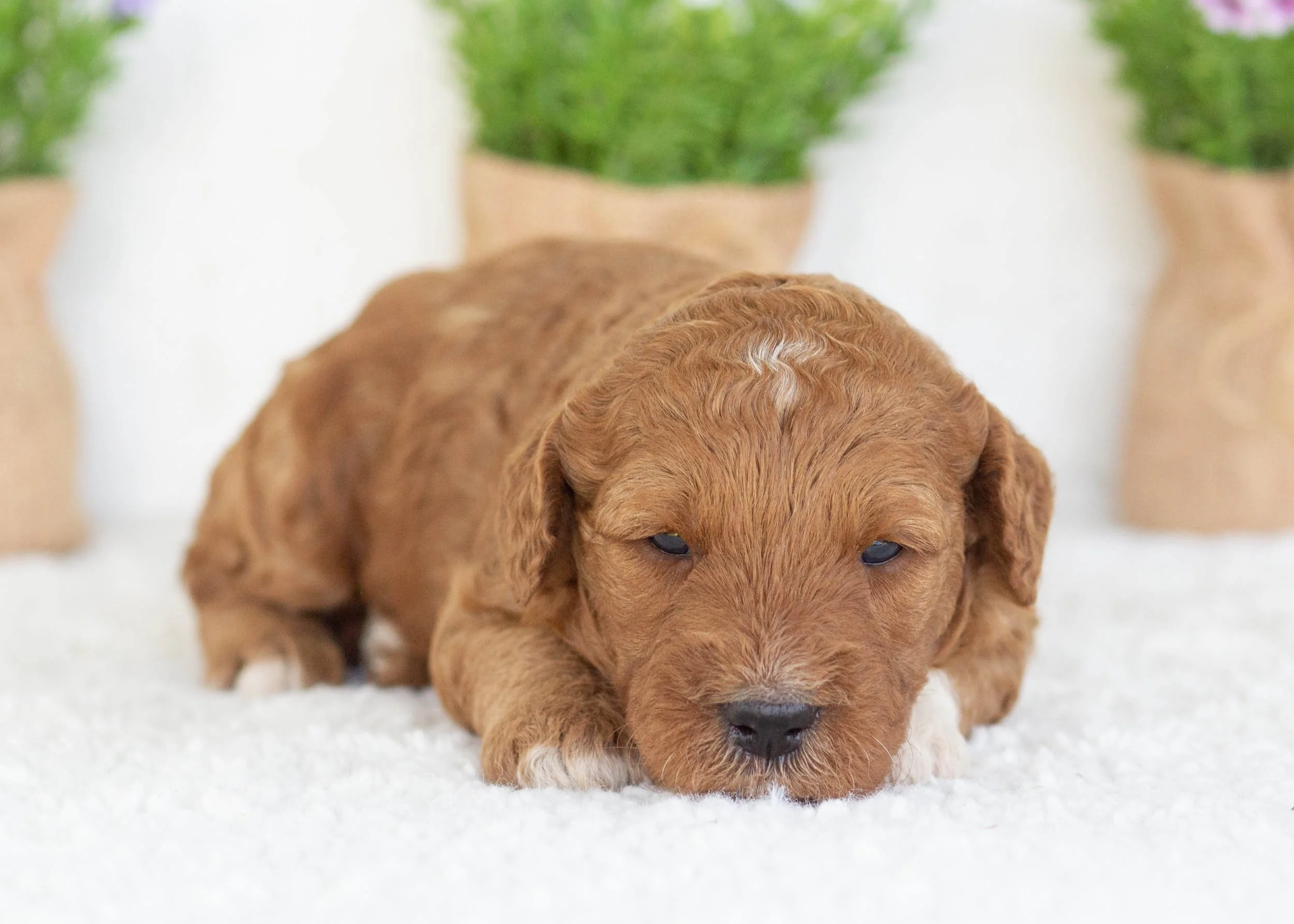 Funnel Cake Goldendoodle for sale(3).jpg