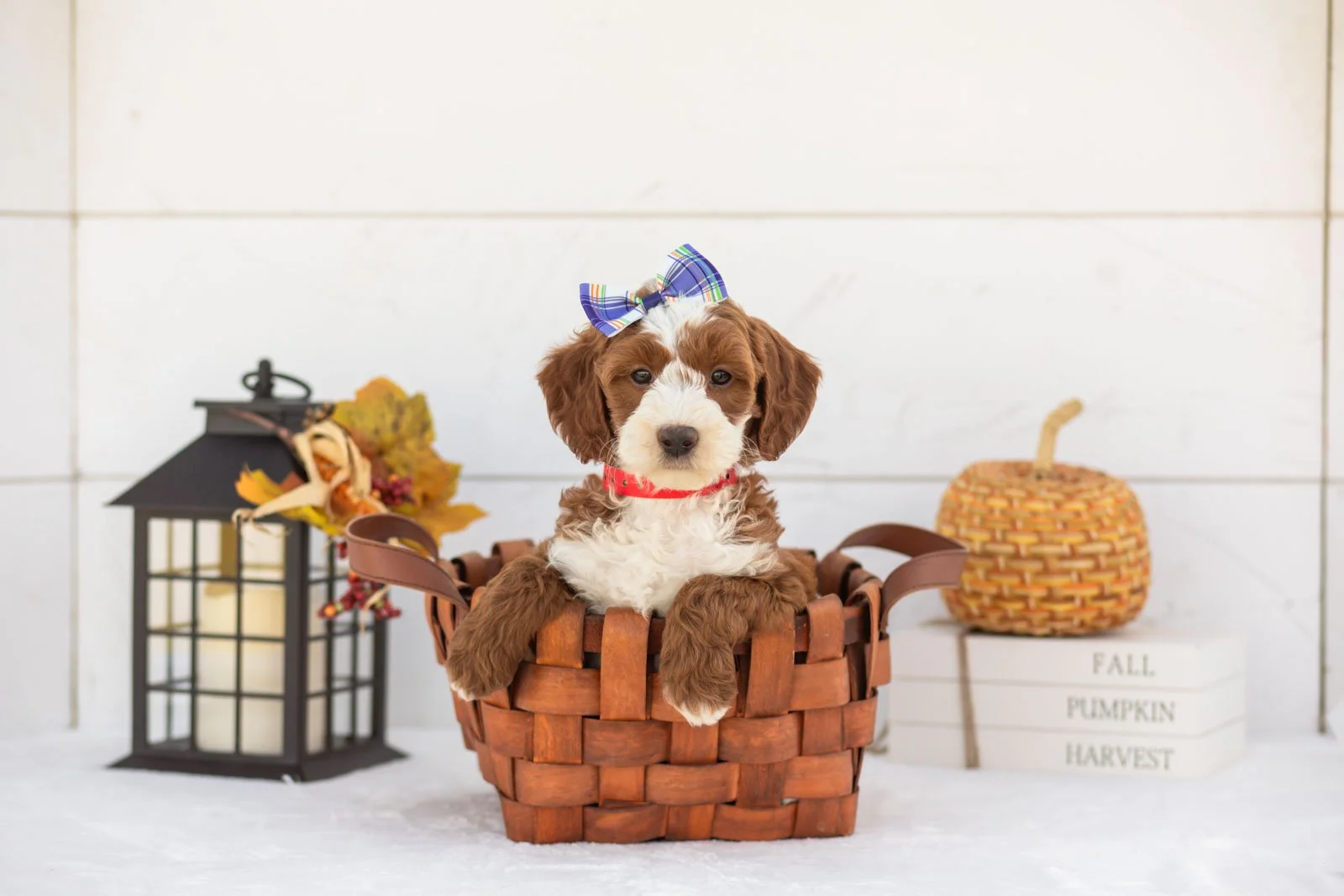 Ruffian goldendoodle for sale 1.jpg