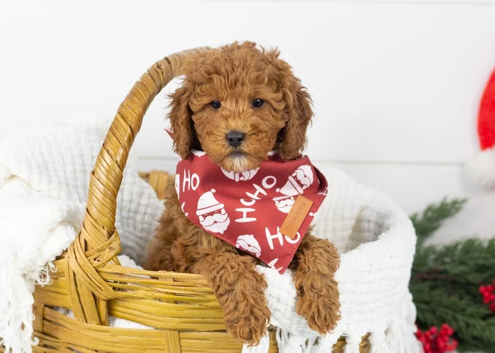 Palazzo goldendoodle for sale.jpg