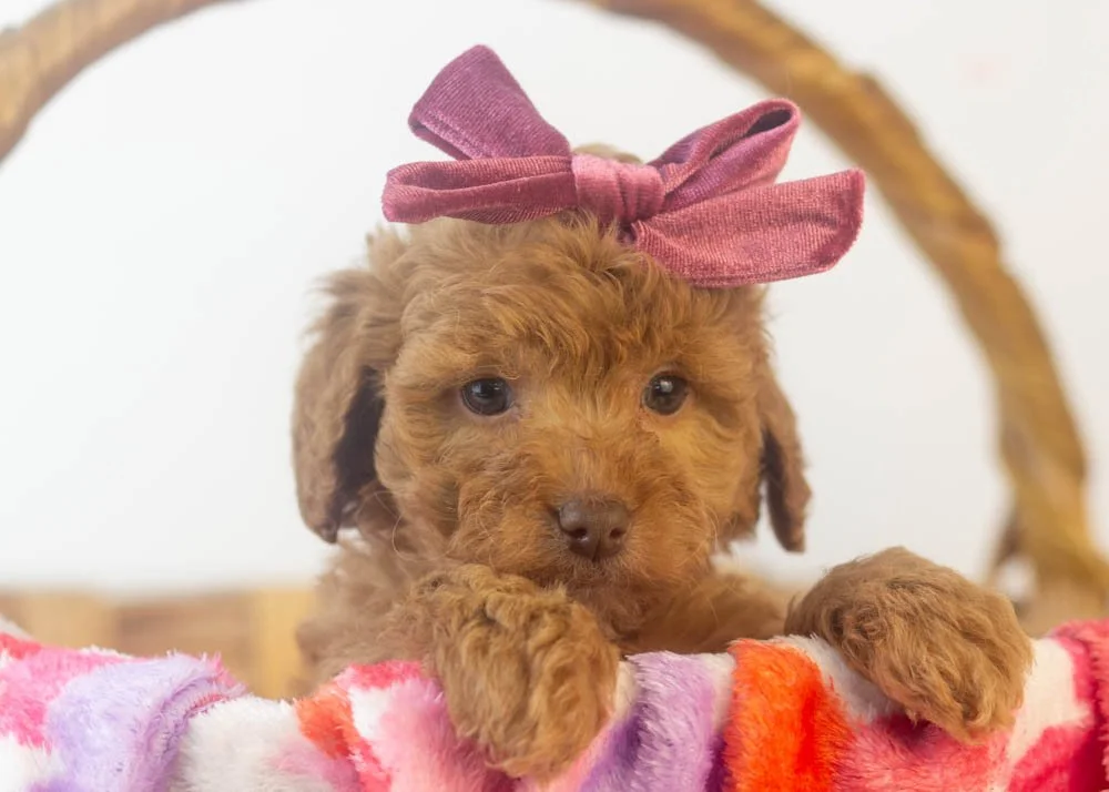 Doug 12-22-25 Virginia 2.76-4.jpg