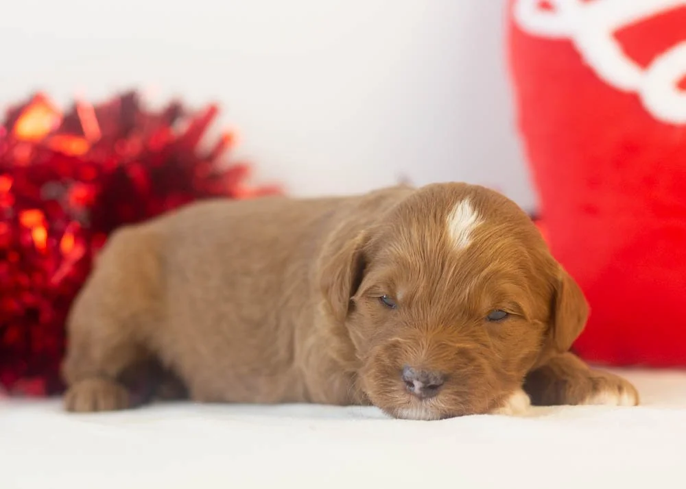 Frank goldendoodle for sale(3).jpg