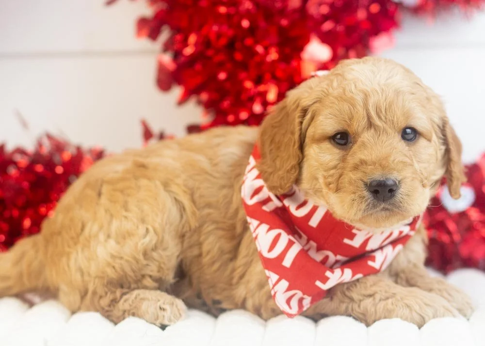 Peter goldendoodle for sale.jpg