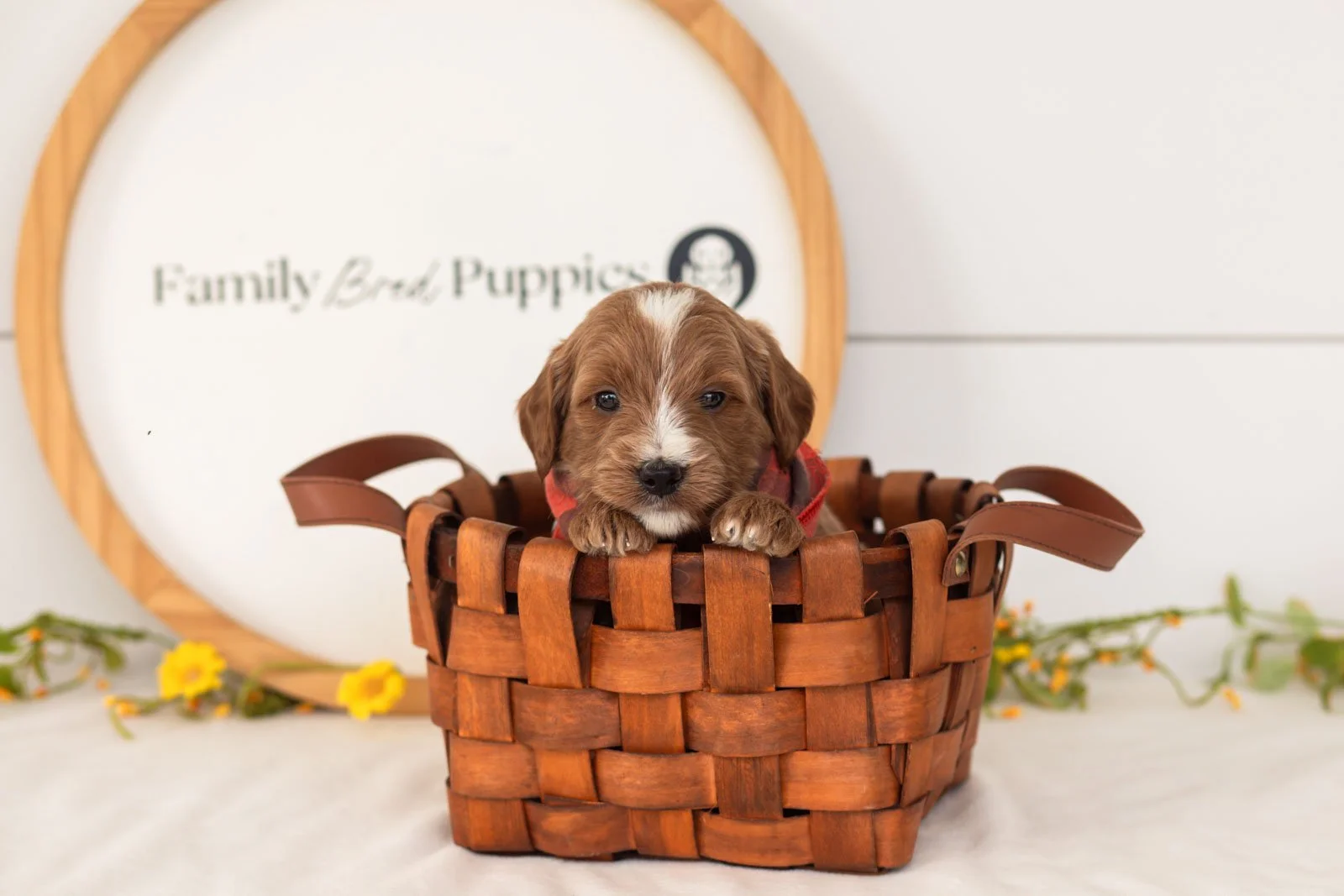 Ash goldendoodle for sale(3).jpg