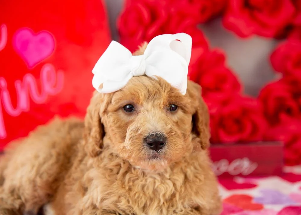Lucille goldendoodle for sale(3).jpg