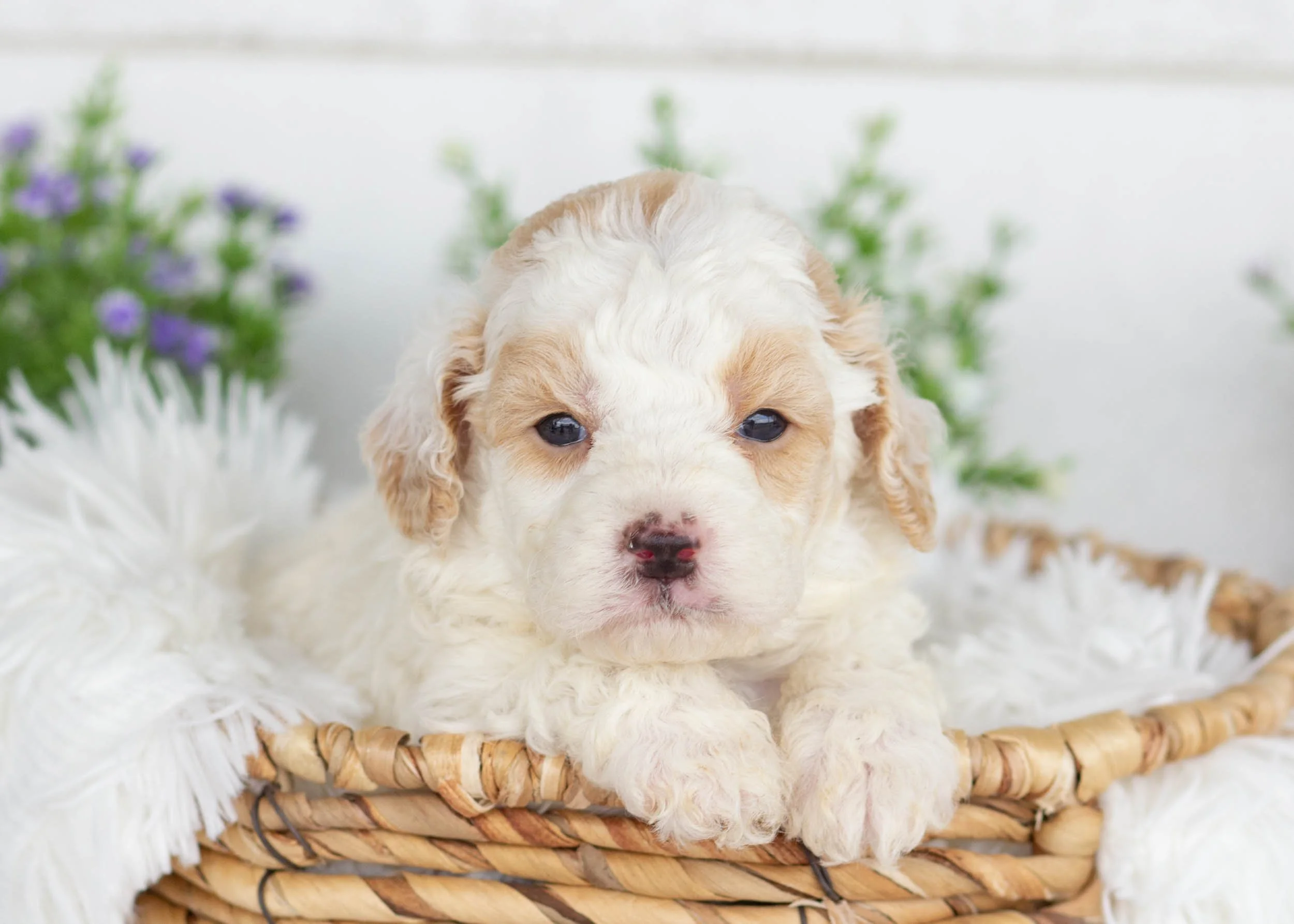 Huxley Goldendoodle For Sale.jpg