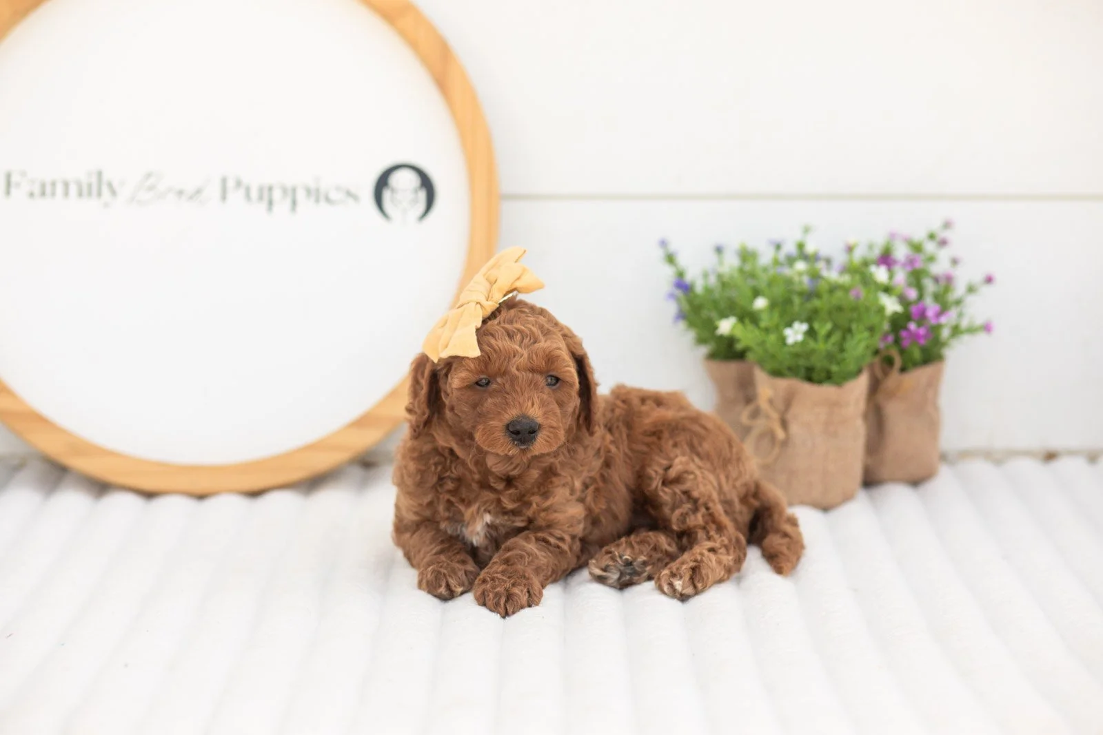 Mallory goldendoodle for sale.jpg