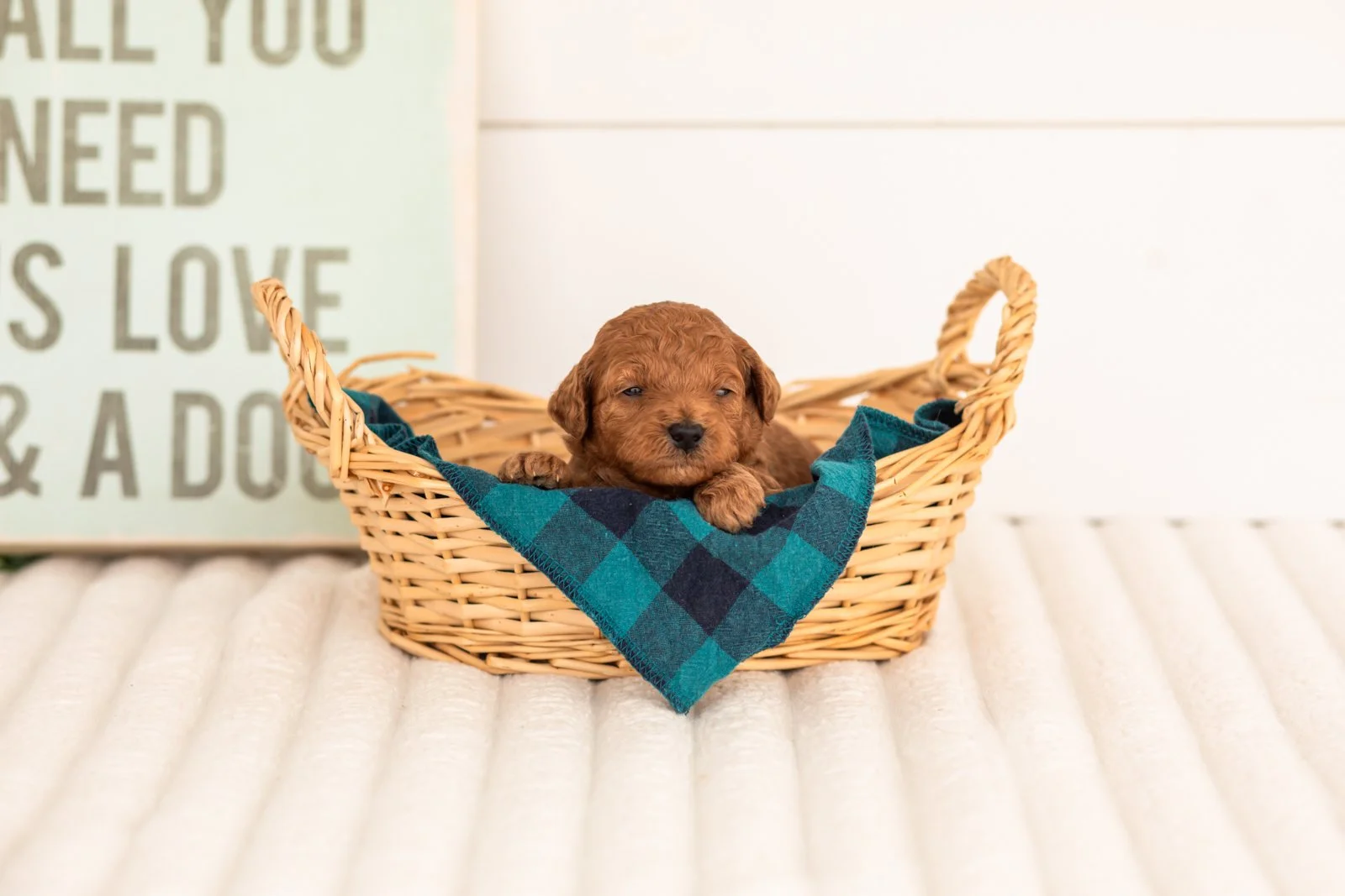 Lace goldendoodle for sale(4).jpg
