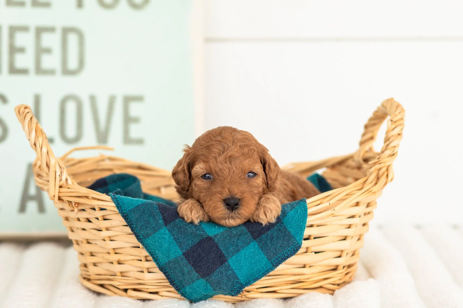Velvet goldendoodle for sale(3).jpg