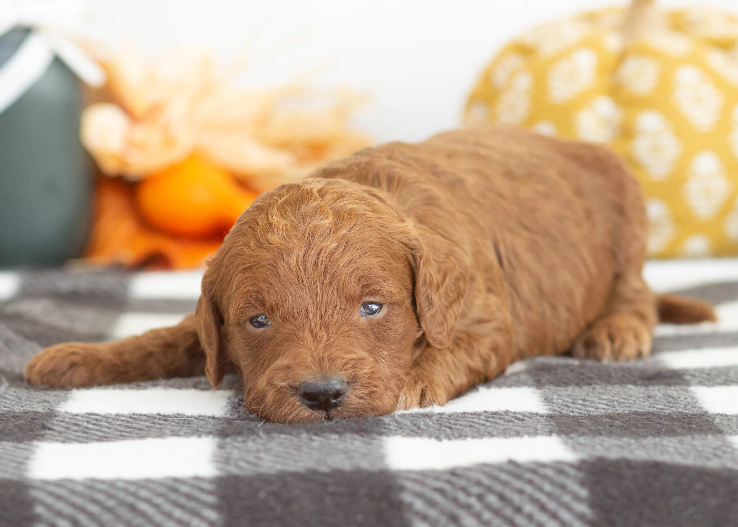 goldendoodle for sale Red Delicious(1).jpg