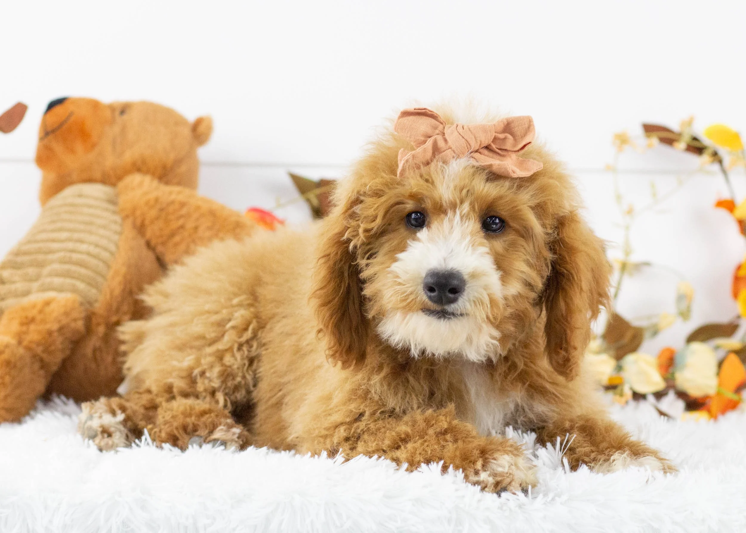 Tina goldendoodle for sale.jpg