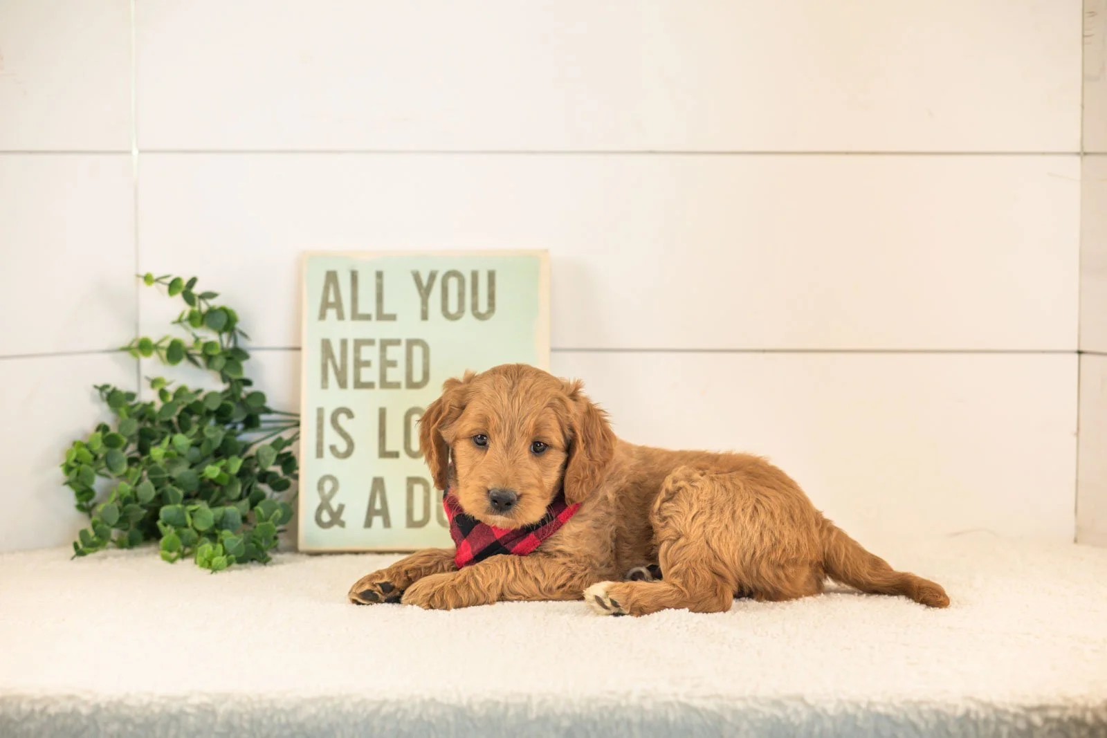 Owen goldendoodle for sale.jpg