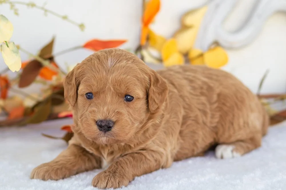 rolls goldendoodle for sale(2).jpg