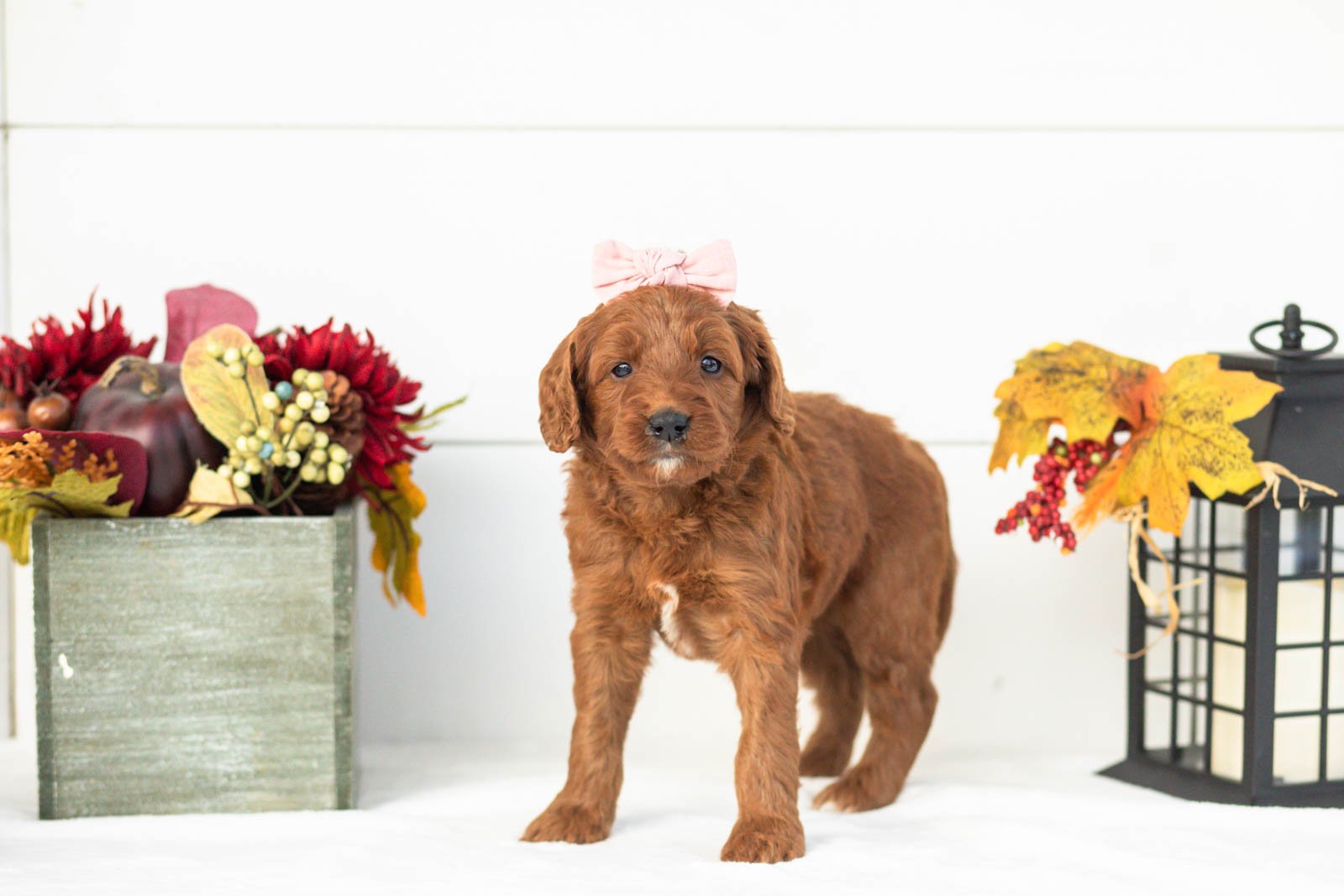 Piglet goldendoodle for sale.jpg