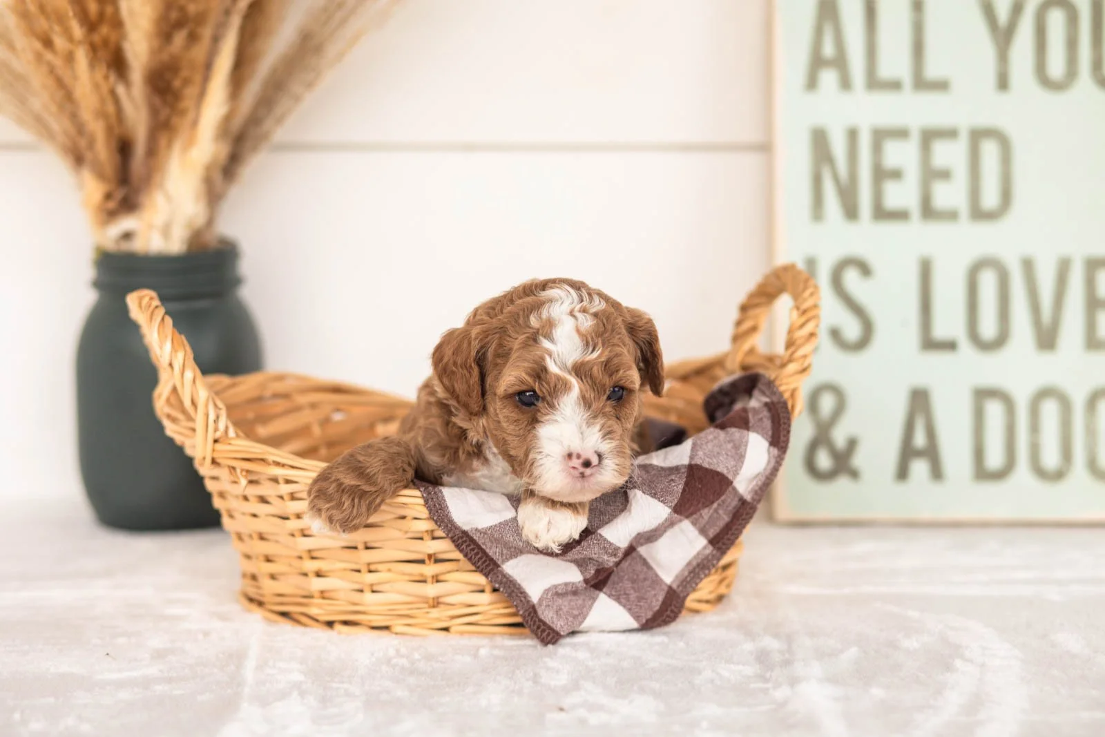 Wednesday goldendoodle for sale.jpg