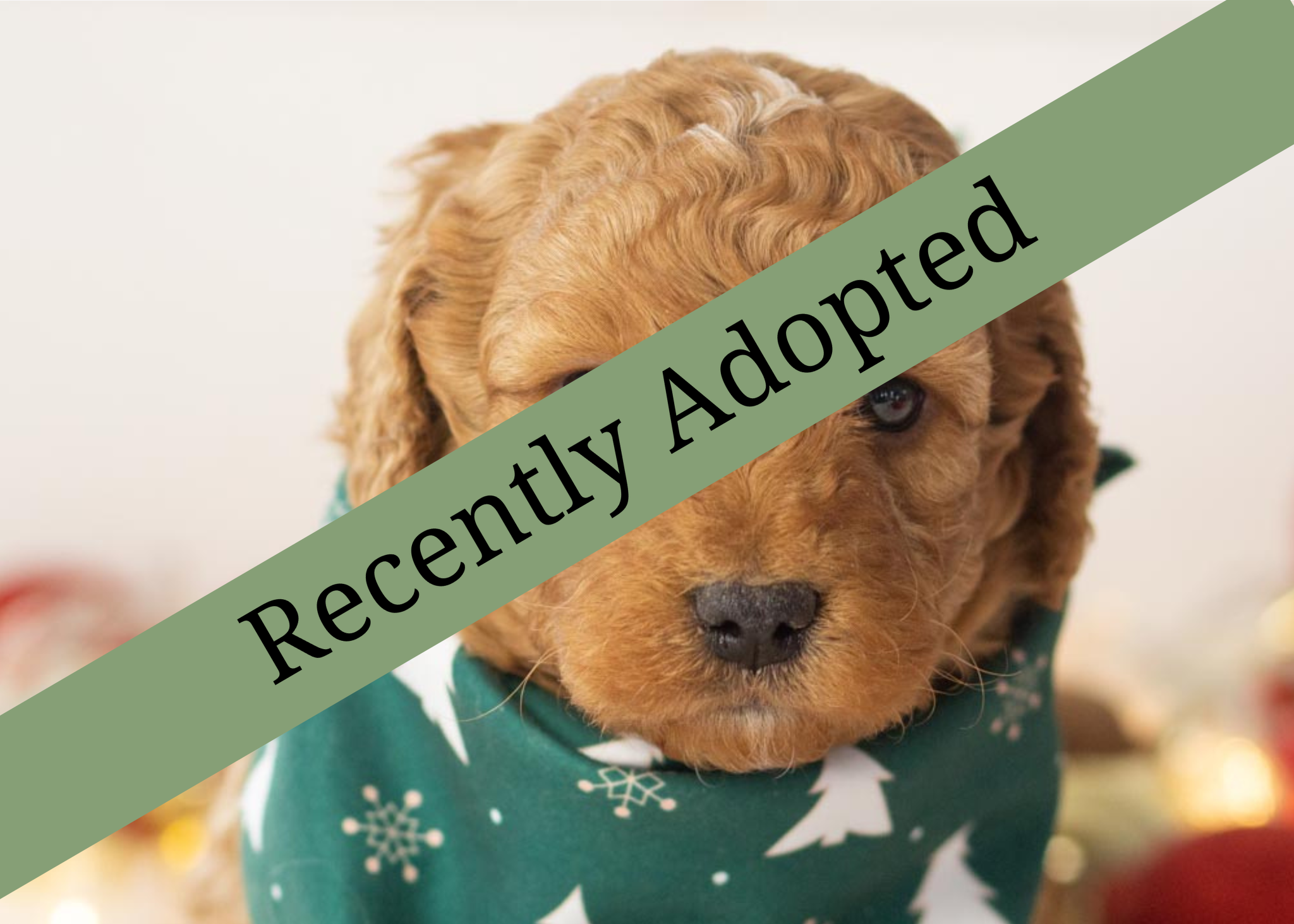 goldendoodle for sale