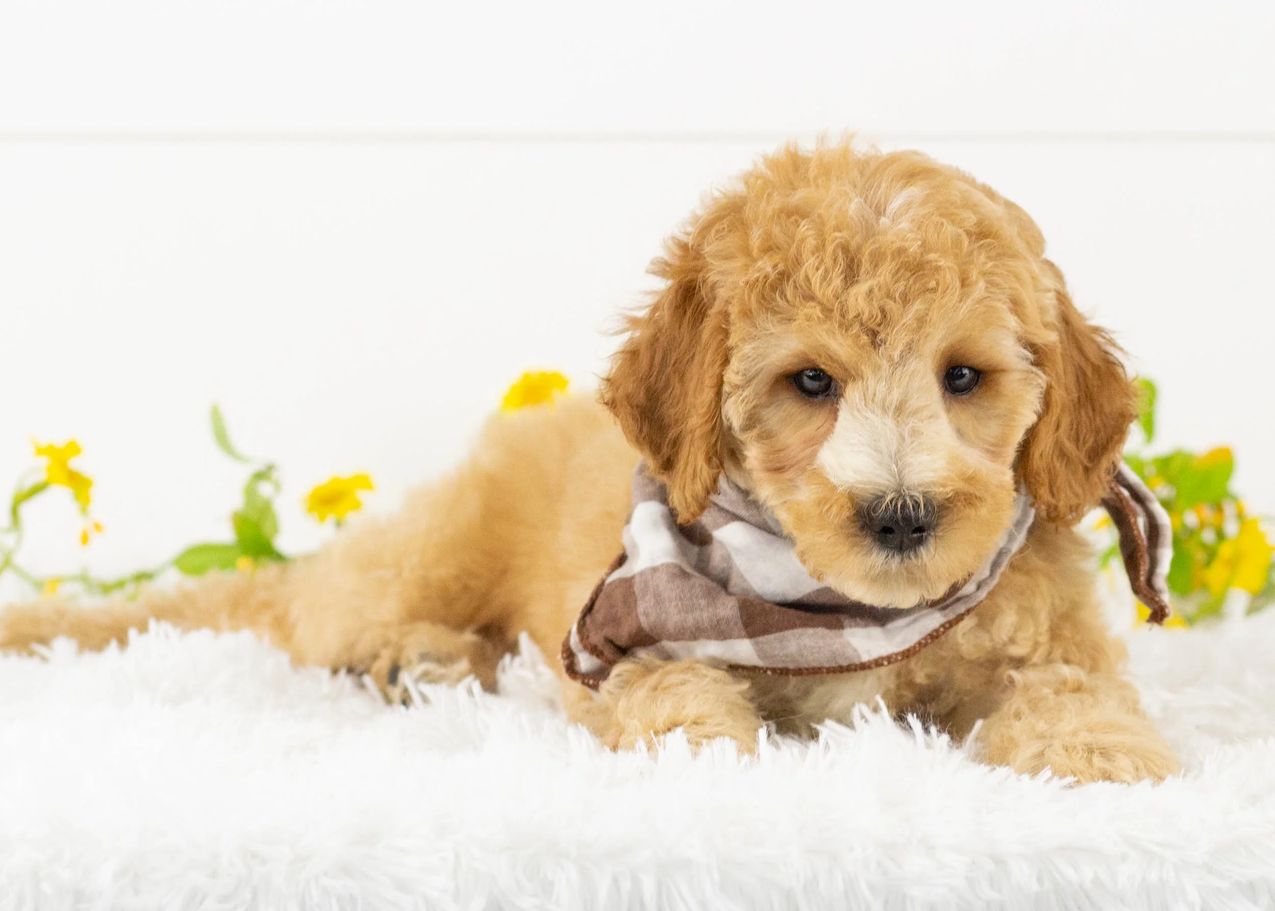 Rehoming Centre Poodle Cross Rescue Dogs Dog Rescue Poodles In