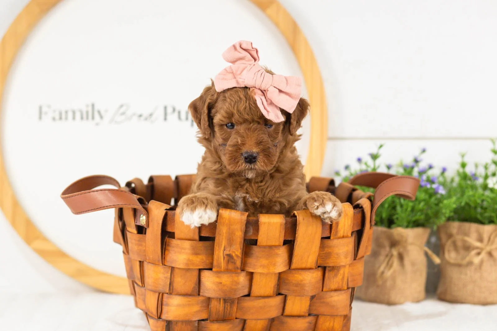 Honour goldendoodle for sale(4).jpg
