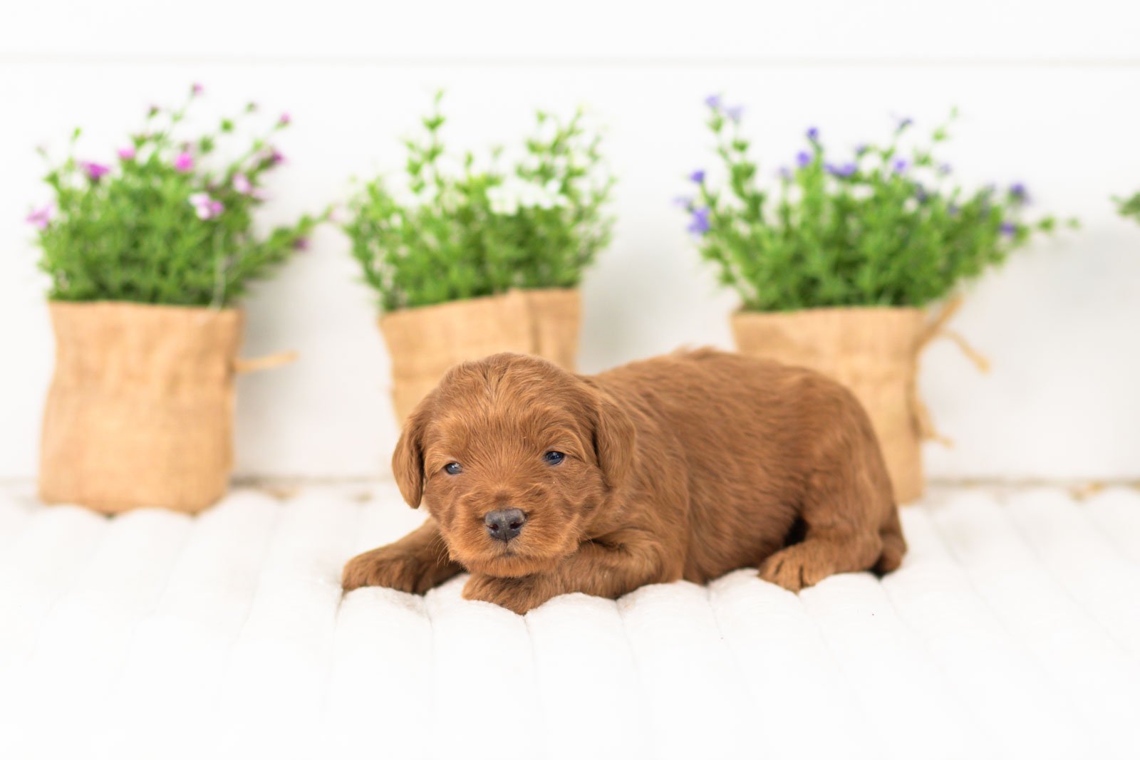 lark goldendoodle for sale(1).jpg