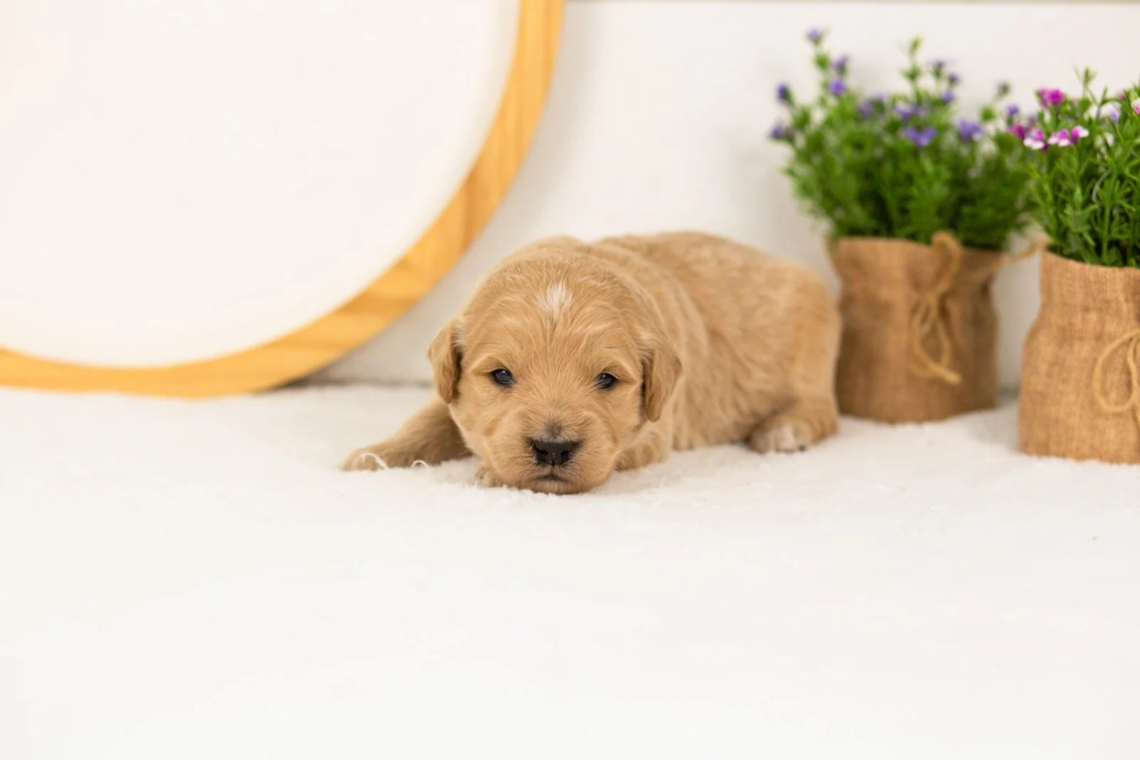 Kenickie goldendoodle for sale.jpg