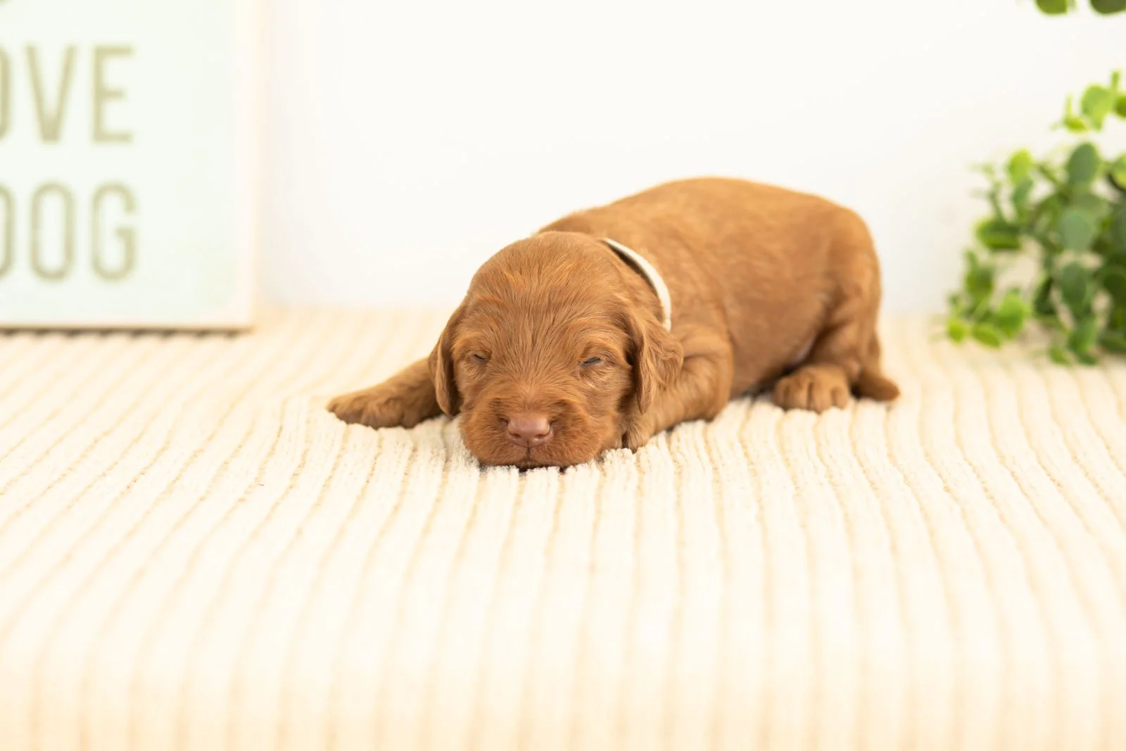 Atlas goldendoodle for sale.jpg