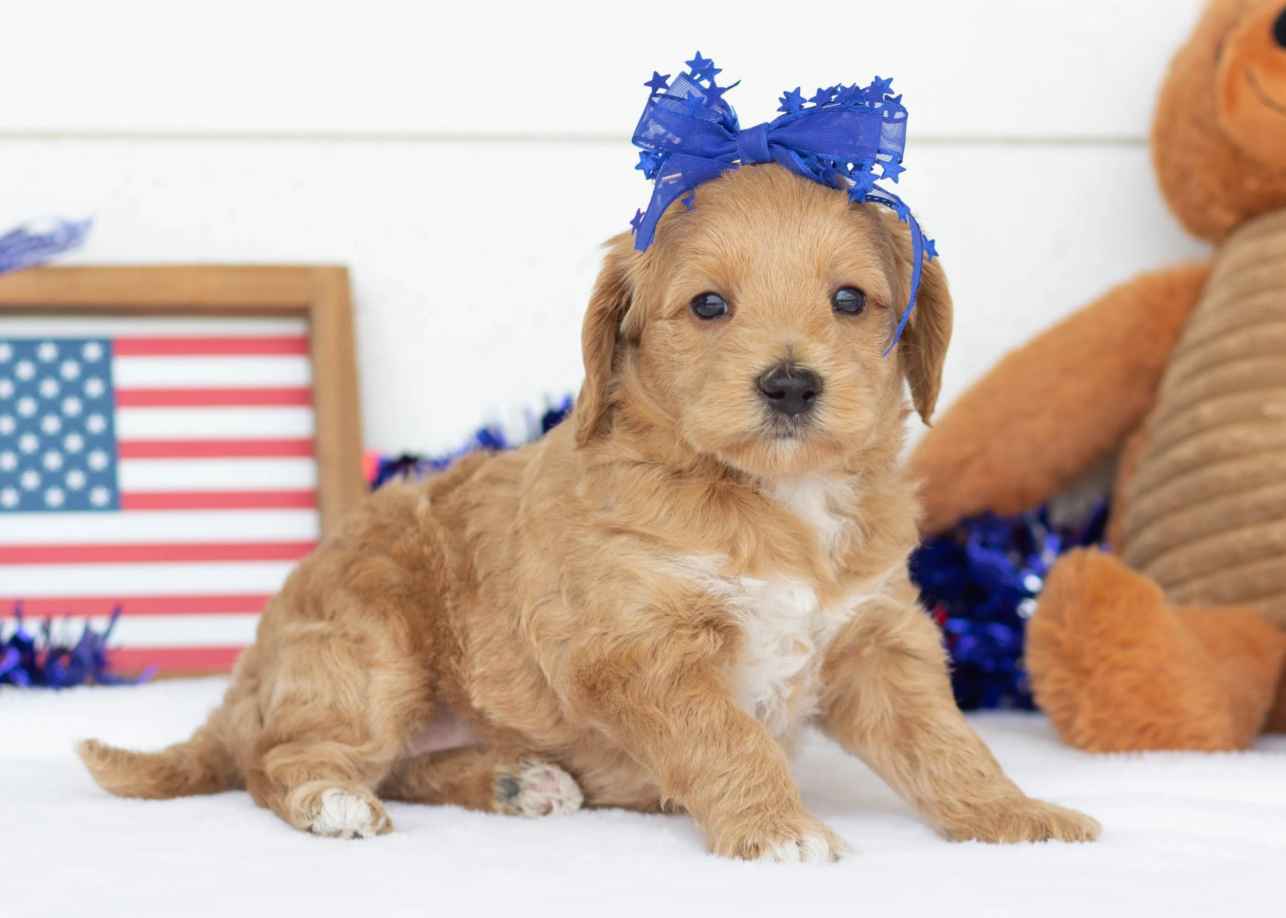 Parker Goldendoodle For Sale(1).jpg