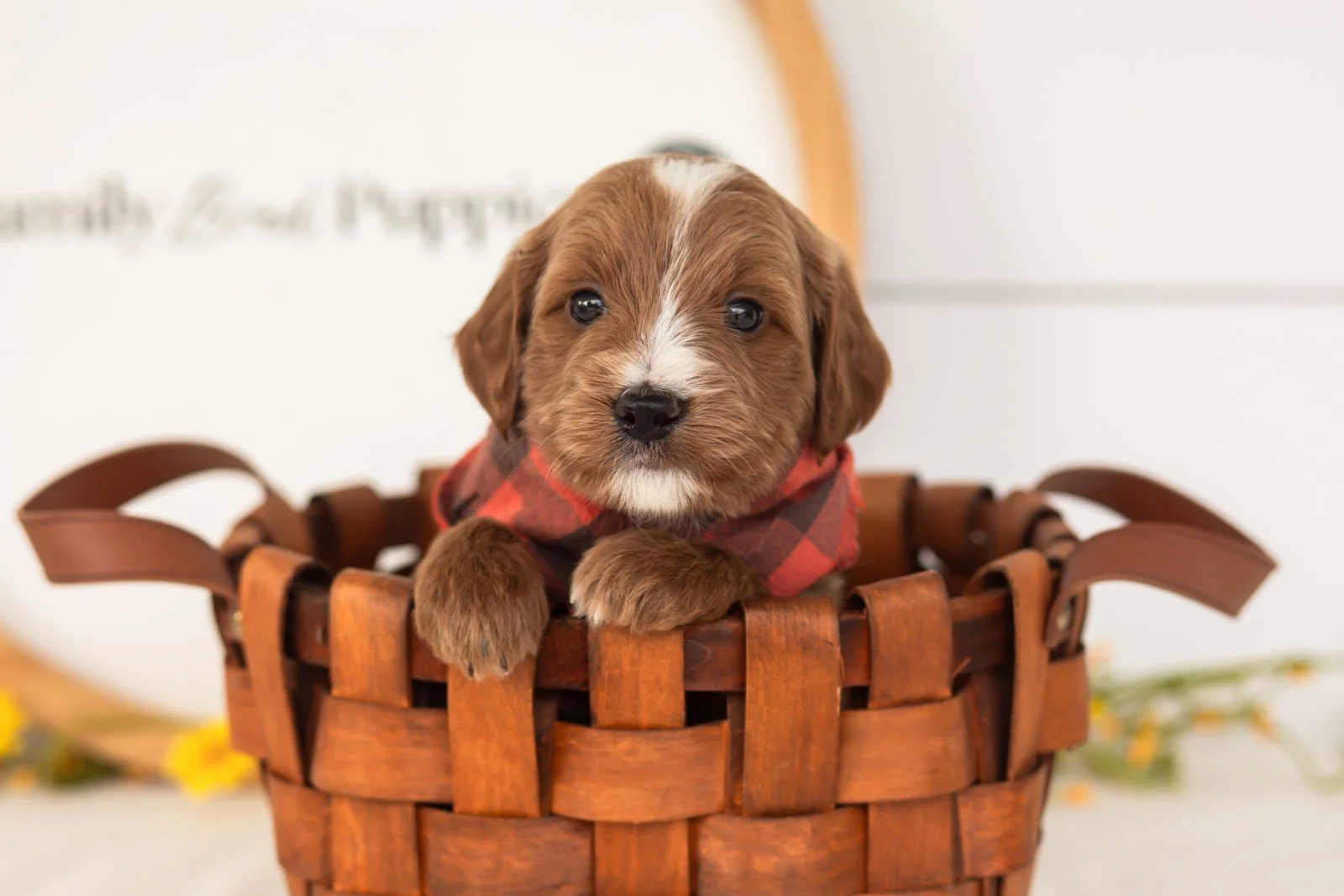 Ash goldendoodle for sale(4).jpg