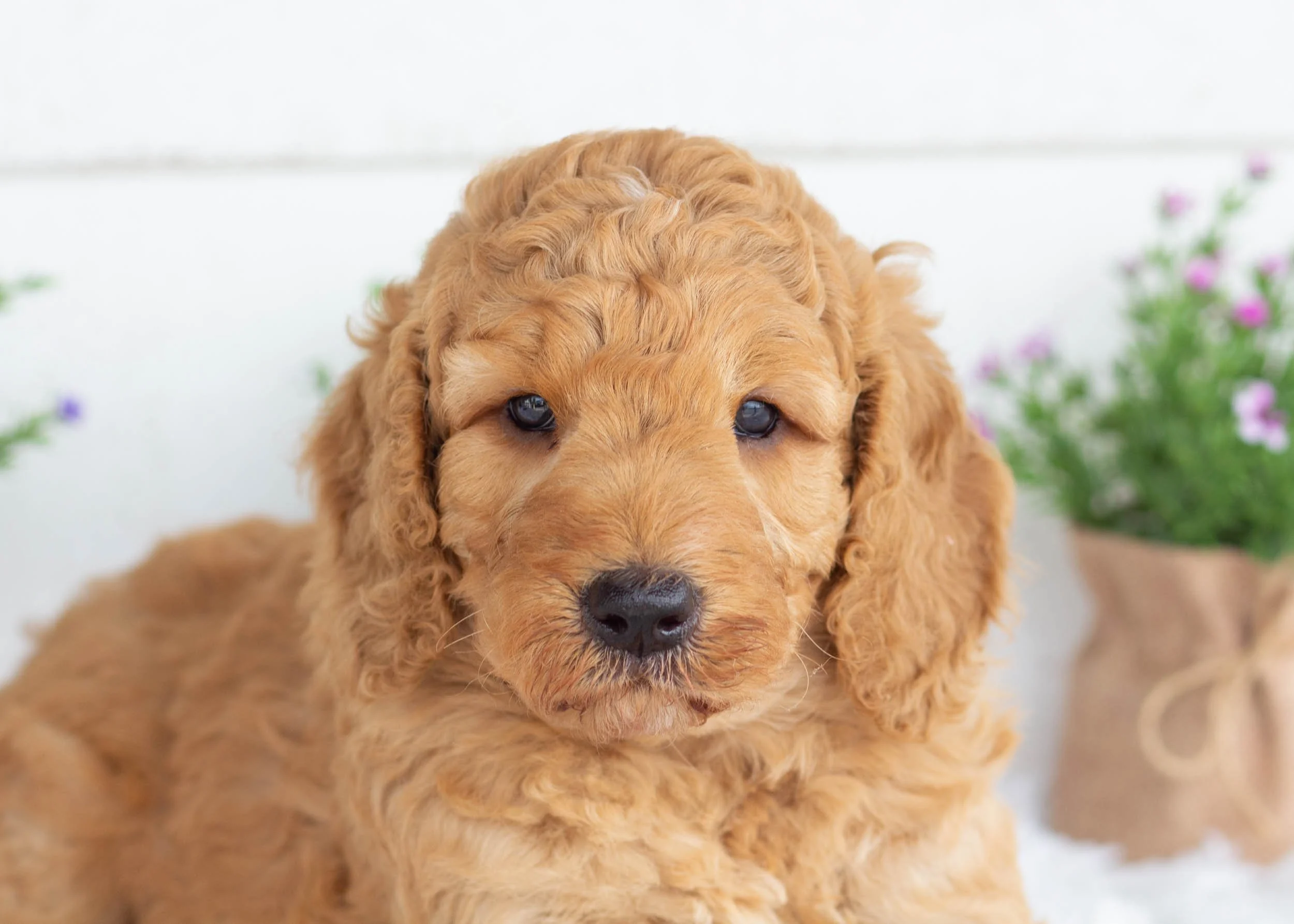 Tuffnut goldendoodle for sale(2).jpg
