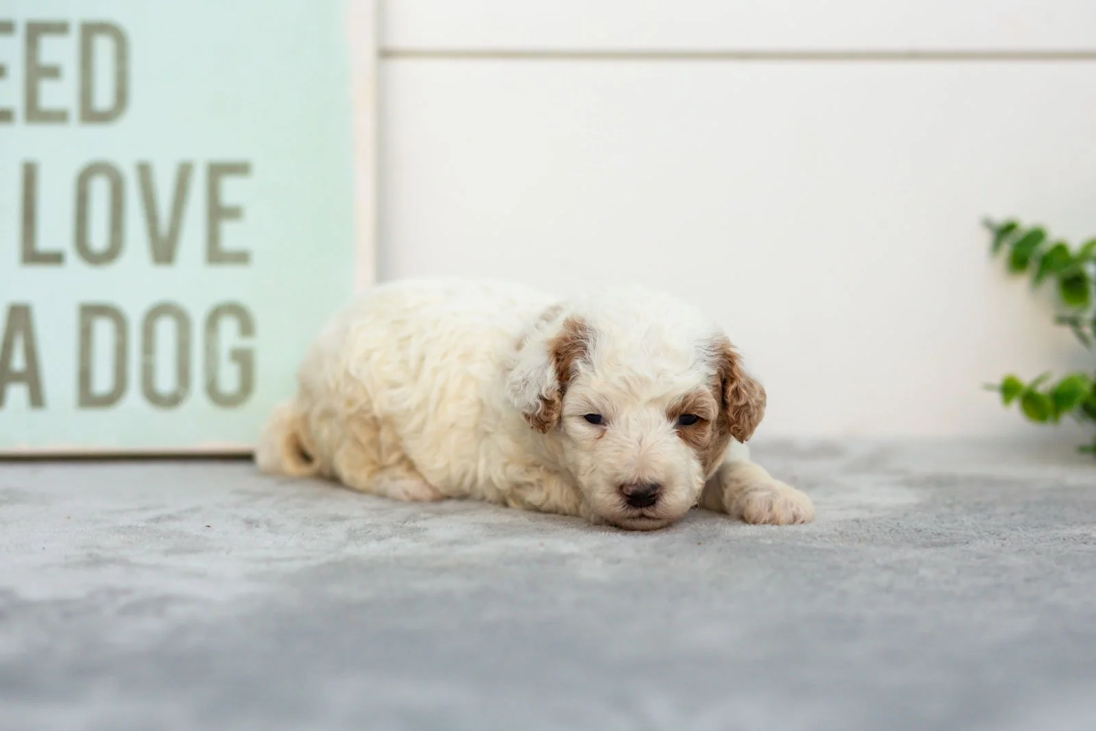 Olive goldendoodle for sale(1).jpg