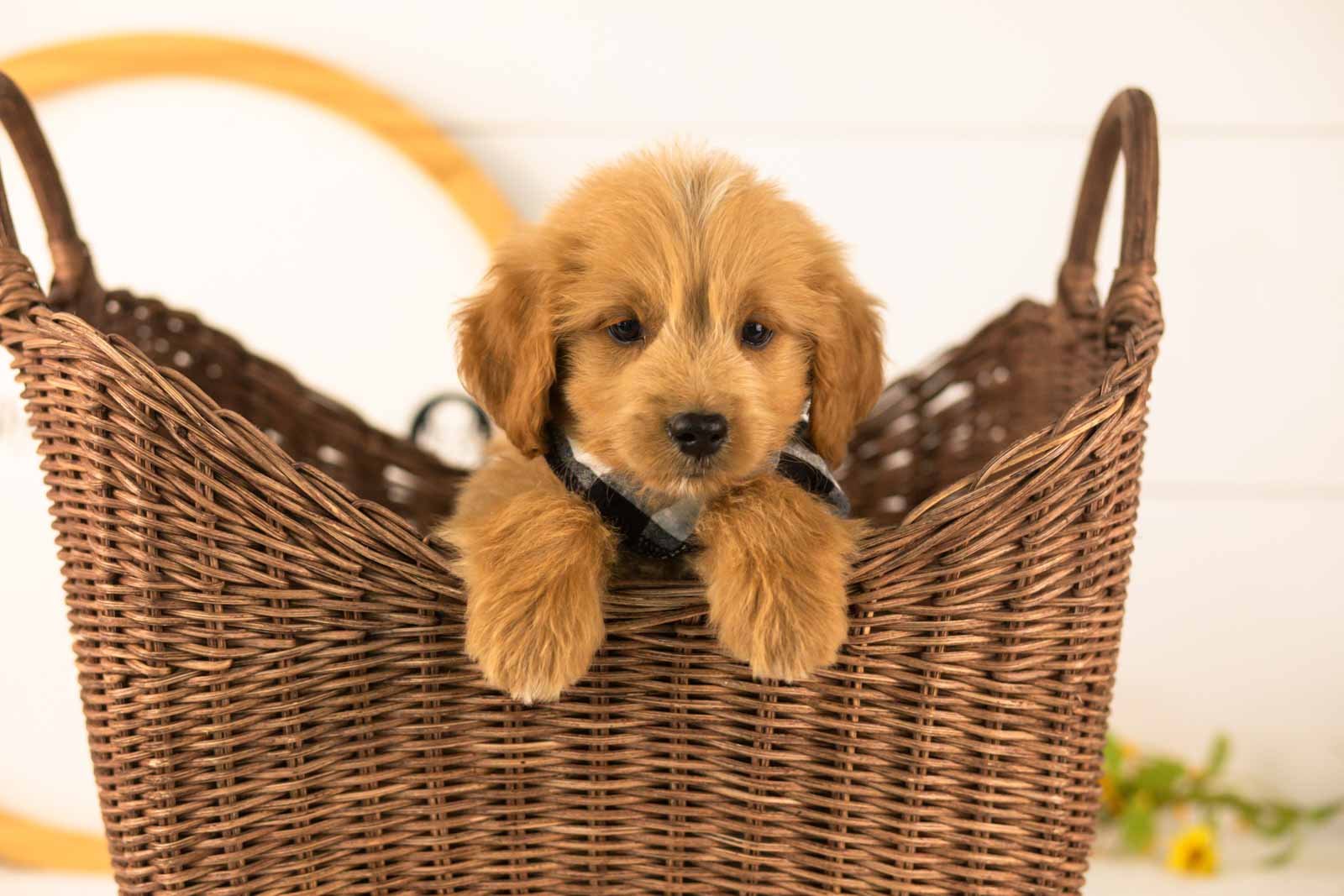Elijah goldendoodle for sale(3).jpg