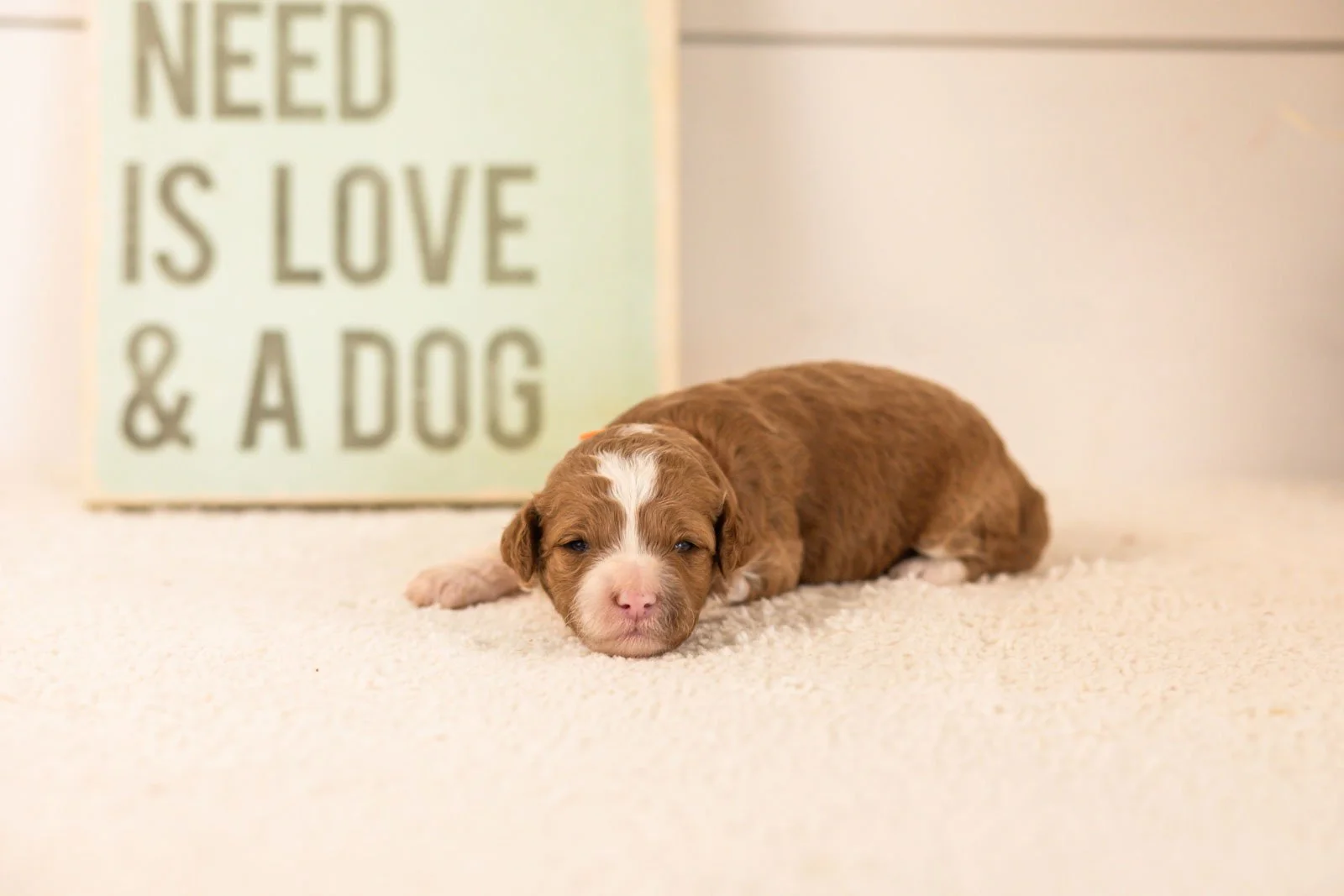 mets goldendoodle for sale(1).jpg