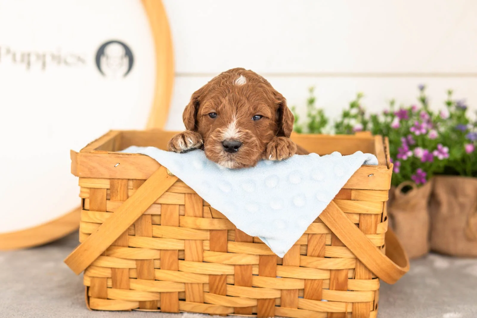 Psyduck goldendoodle for sale(4).jpg
