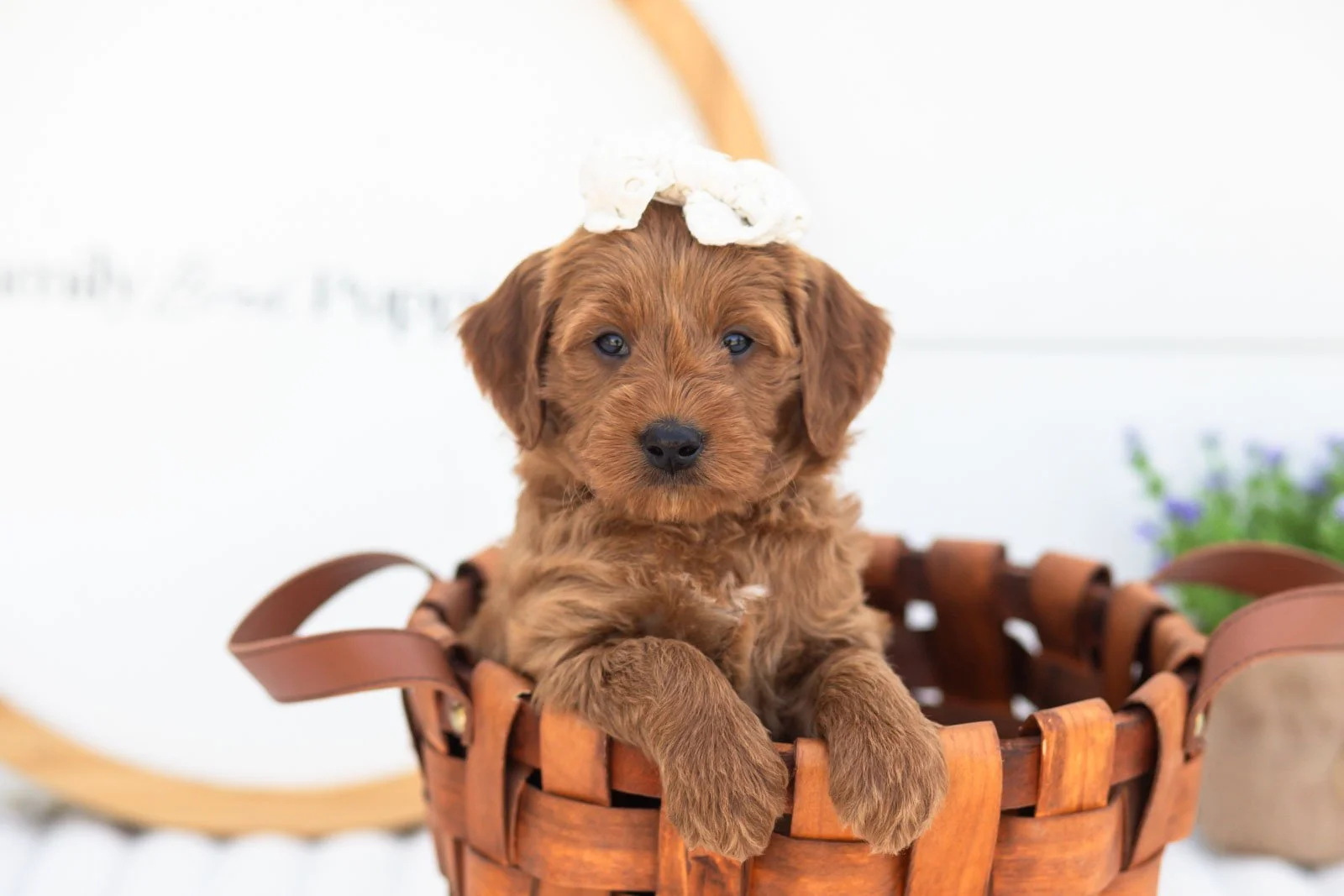 Molly goldendoodle for sale(2).jpg