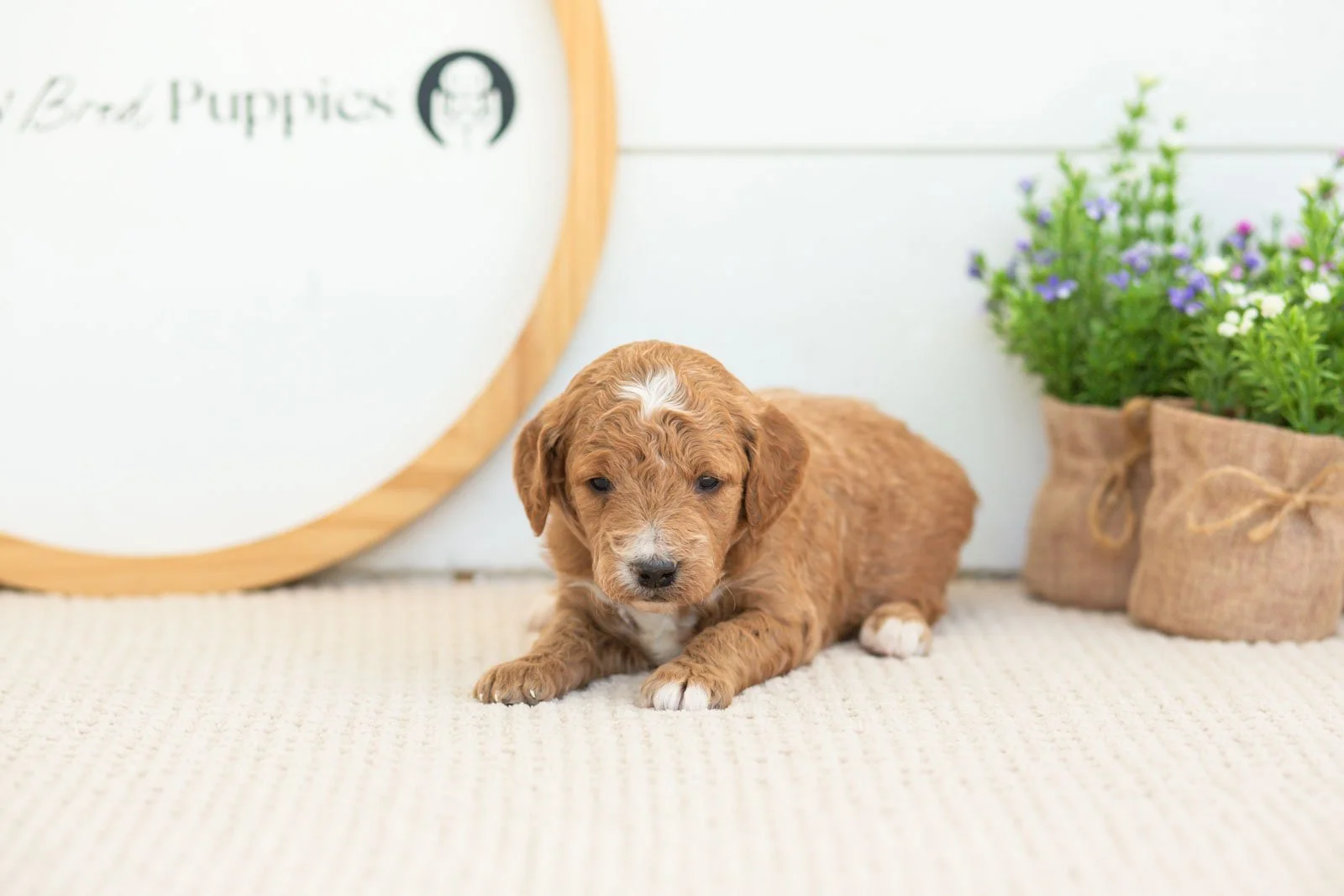 Bolt golendoodle for sale(2).jpg