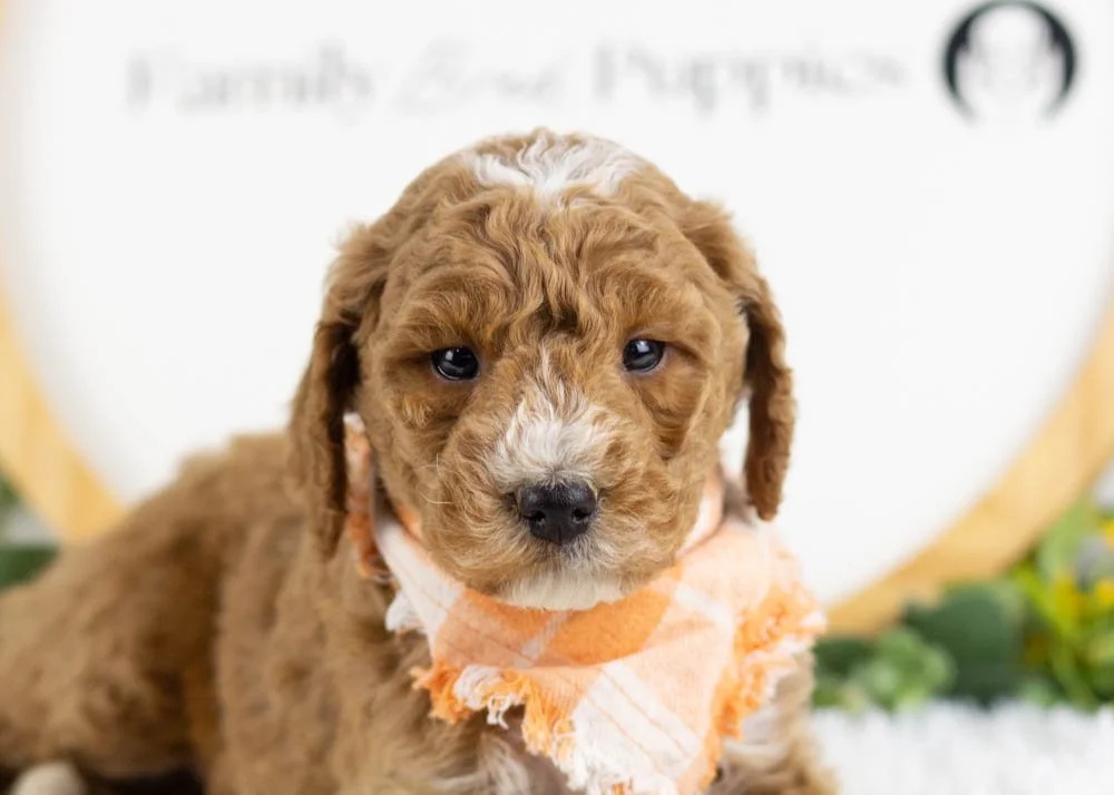North goldendoodle for sale(1).jpg