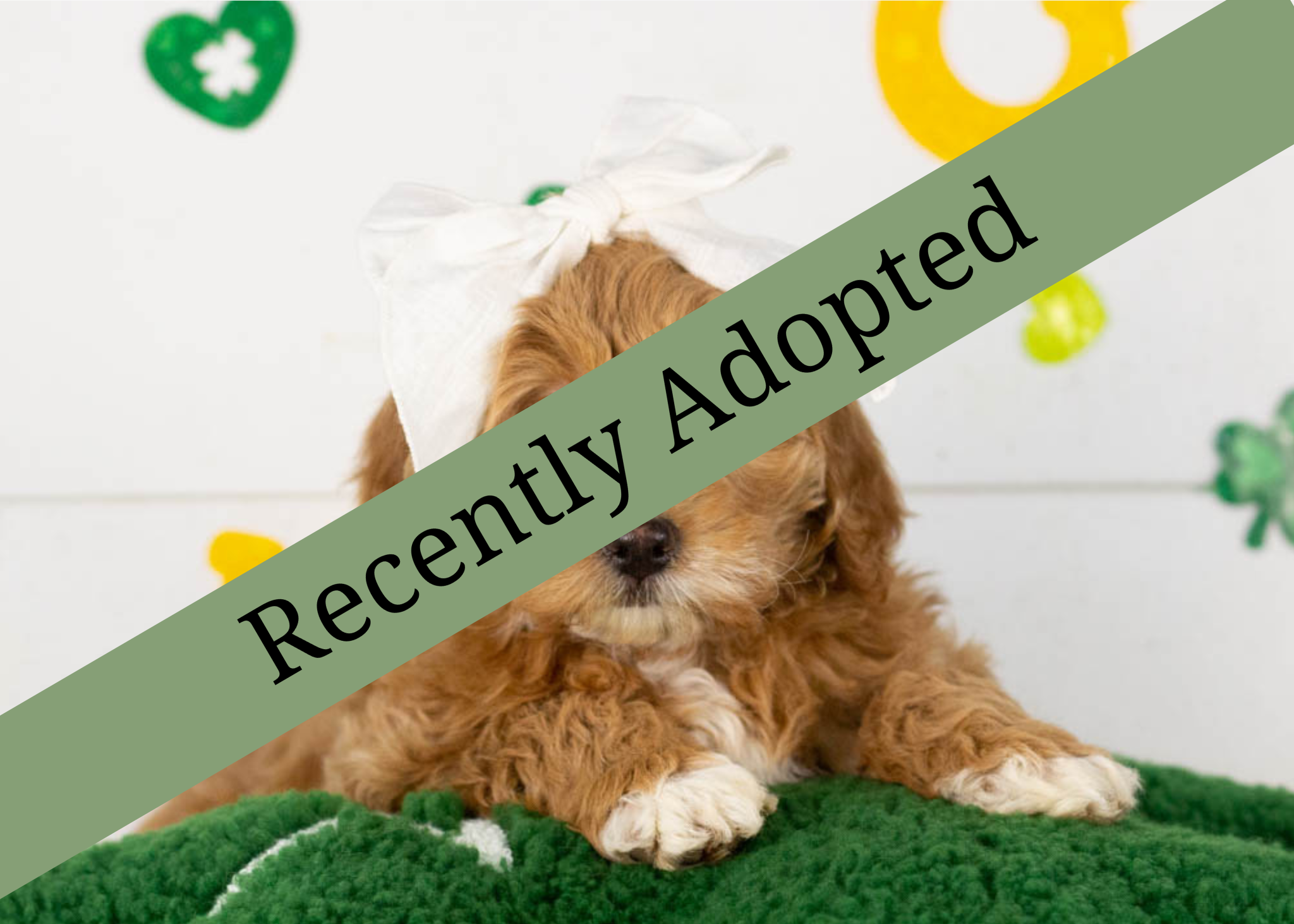 goldendoodle for sale