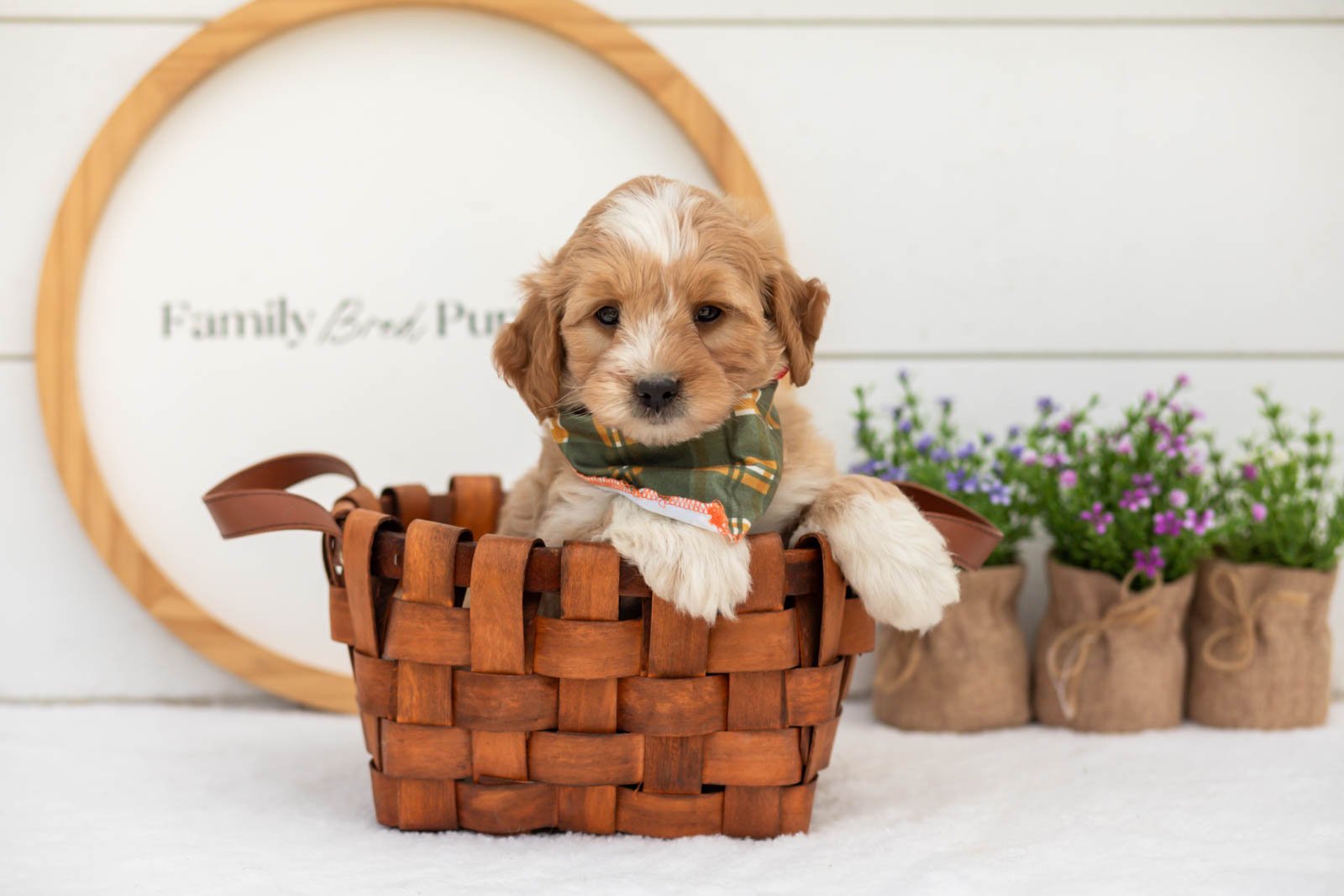 Greg goldendoodle for sale(4).jpg