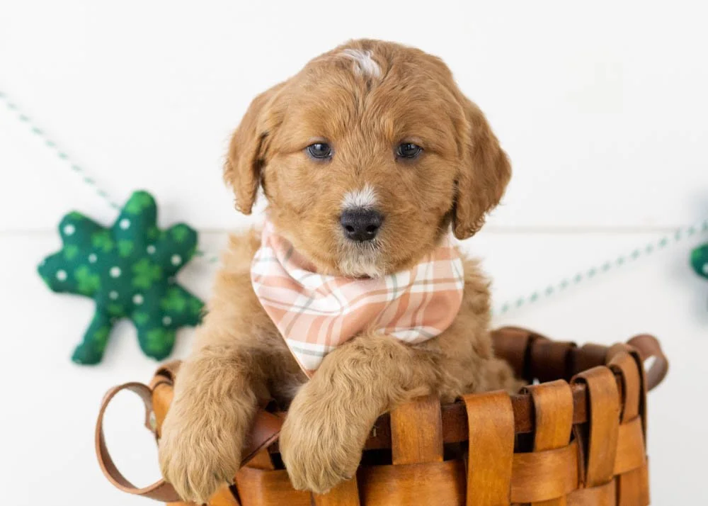 Bean goldendoodle for sale(1).jpg