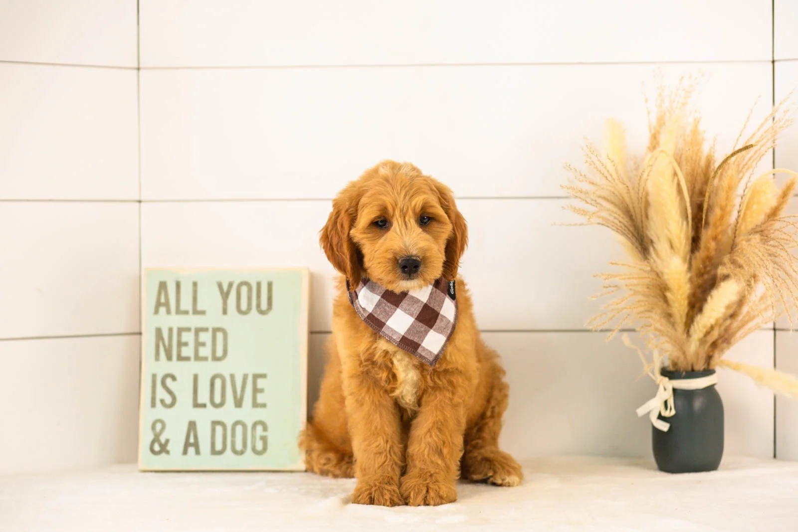 Barley goldendoodle for sale(1).jpg