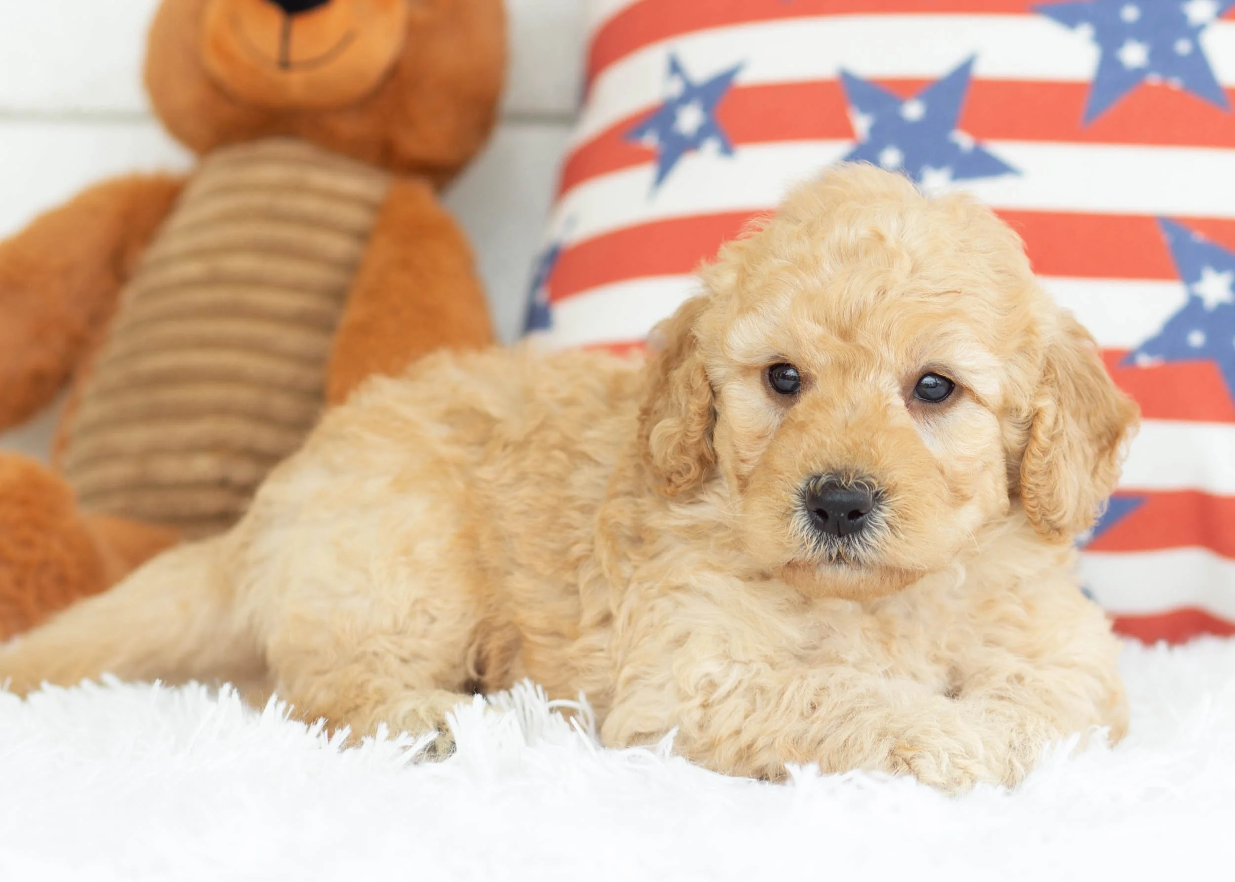 Frito Goldendoodle For Sale(2).jpg
