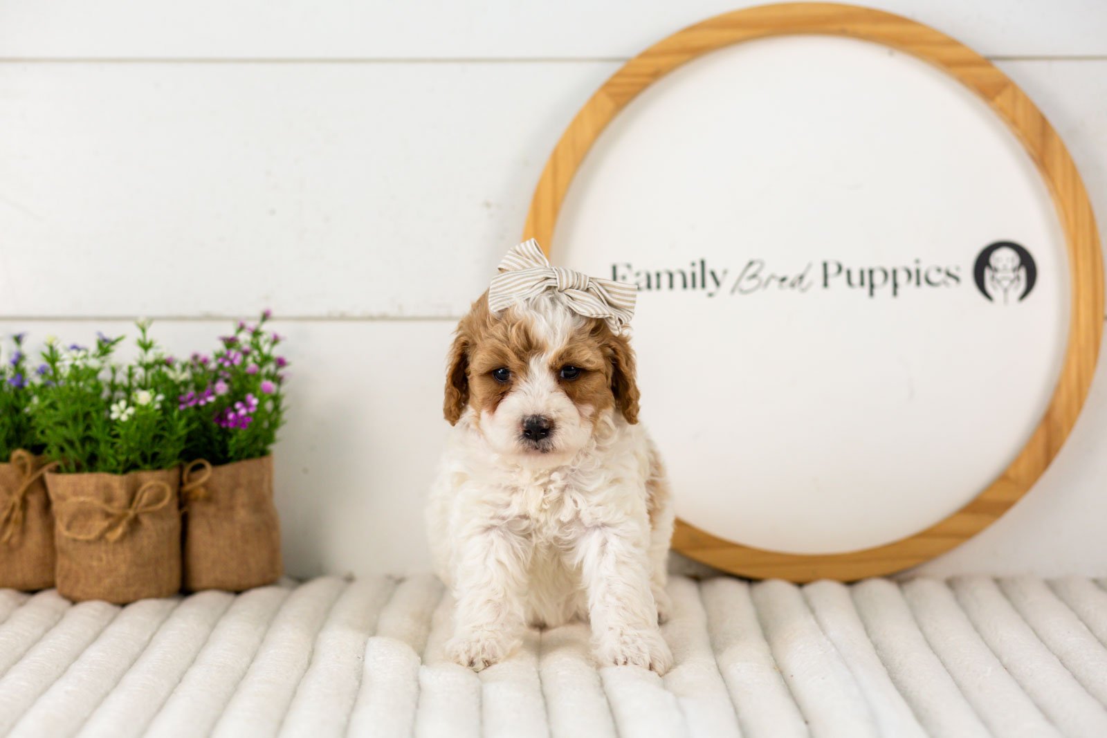 Dixie goldendoodle for sale(2).jpg