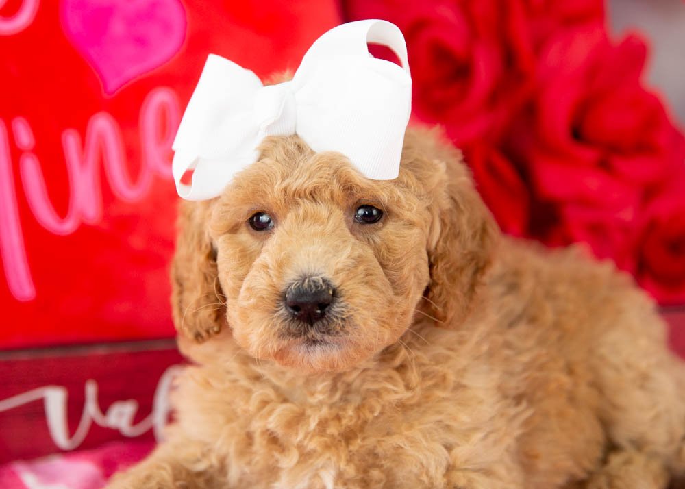 Lindsey goldendoodle for sale(2).jpg