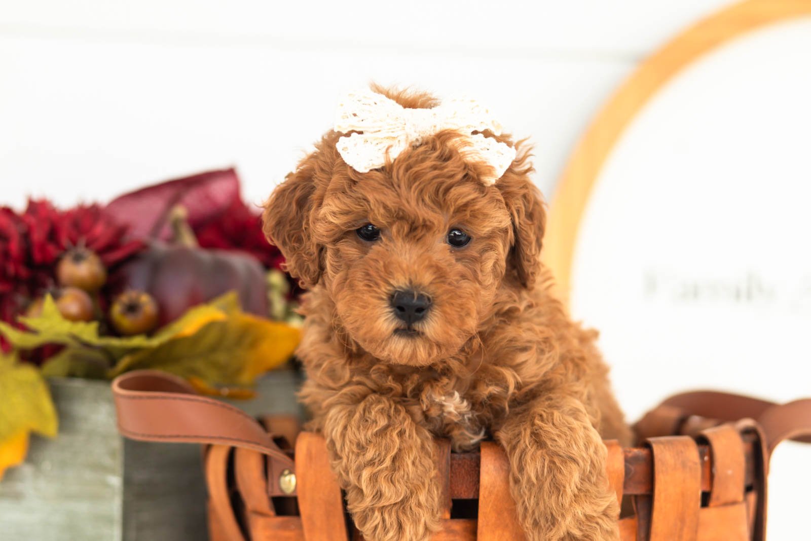 Velvet goldendoodle for sale(4).jpg