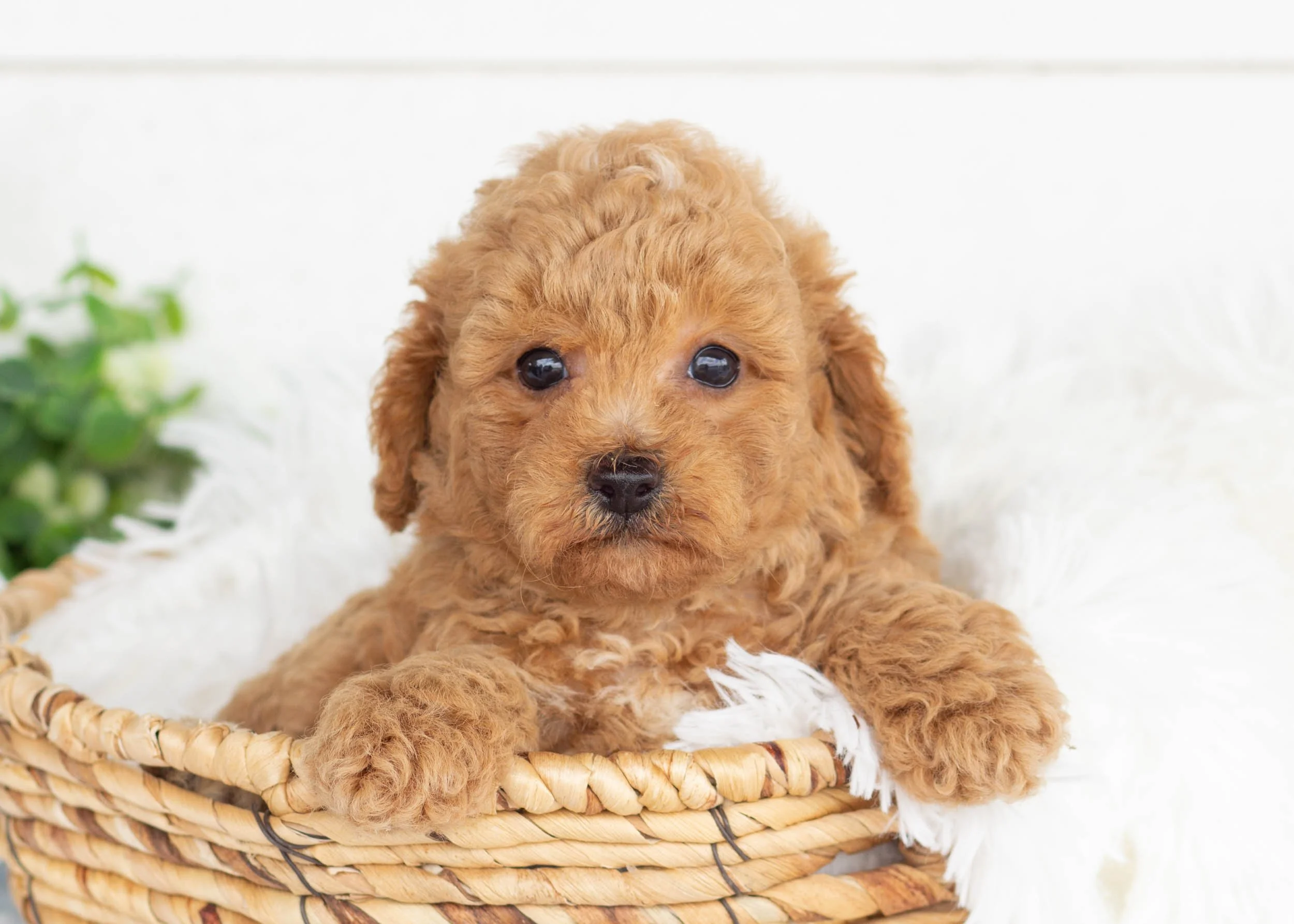 Milo Goldendoodle For Sale(2).jpg