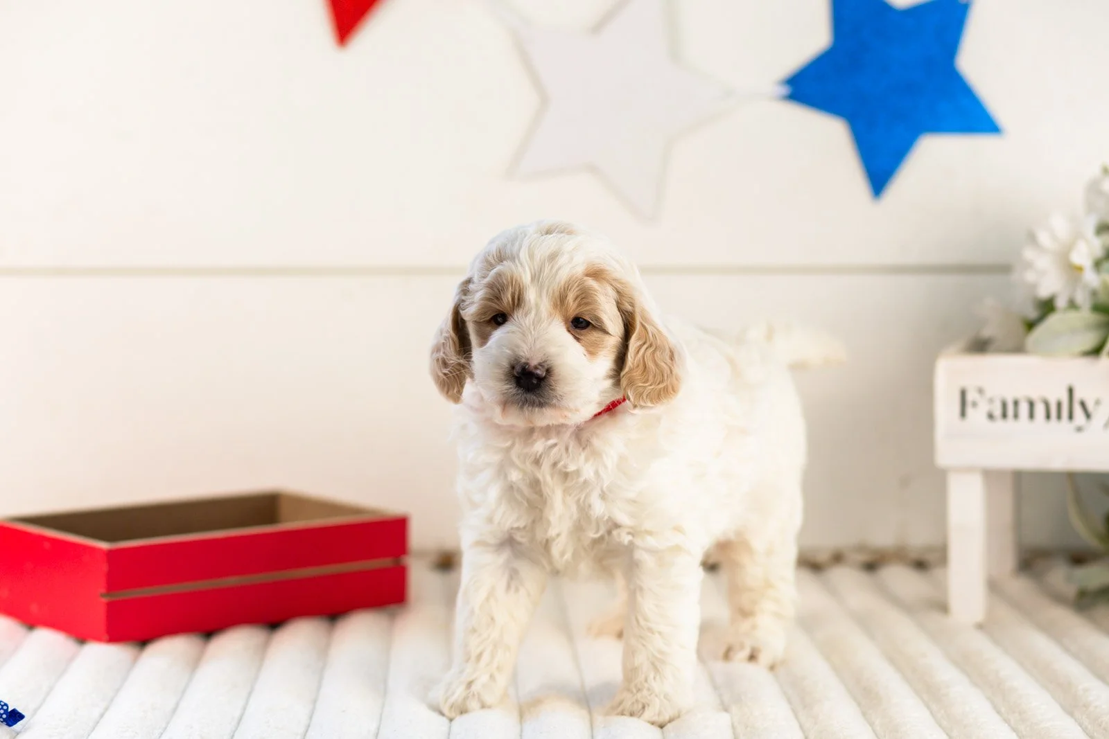 Jasper goldendoodle for sale.jpg